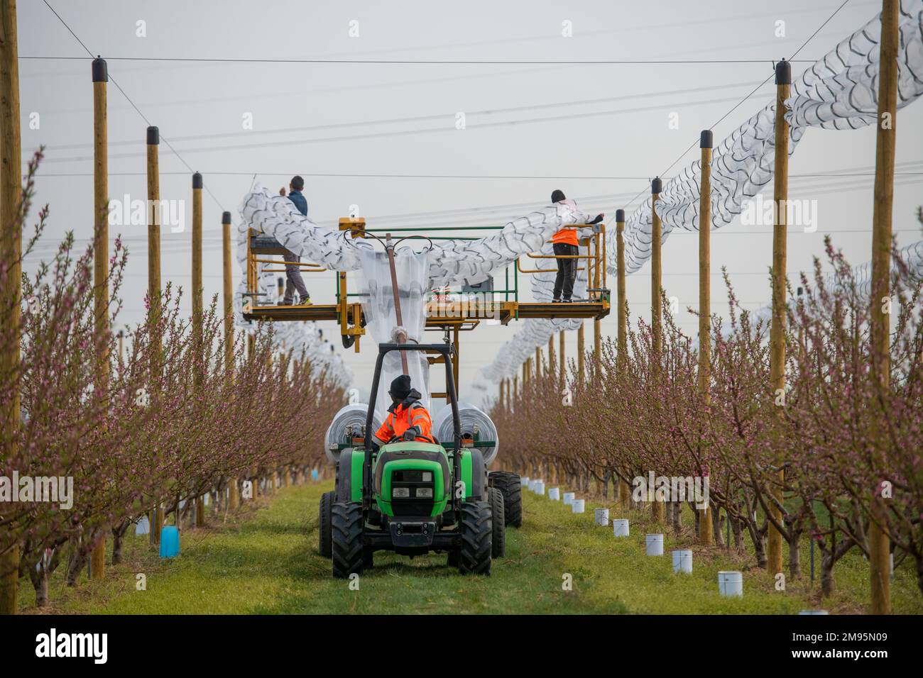 Saint-Marcel-les-Valence (sud-est de la France), on 29 mars 2022: Filets pour protéger les arbres et les cultures des dommages causés par le gel et la grêle. Protection Banque D'Images