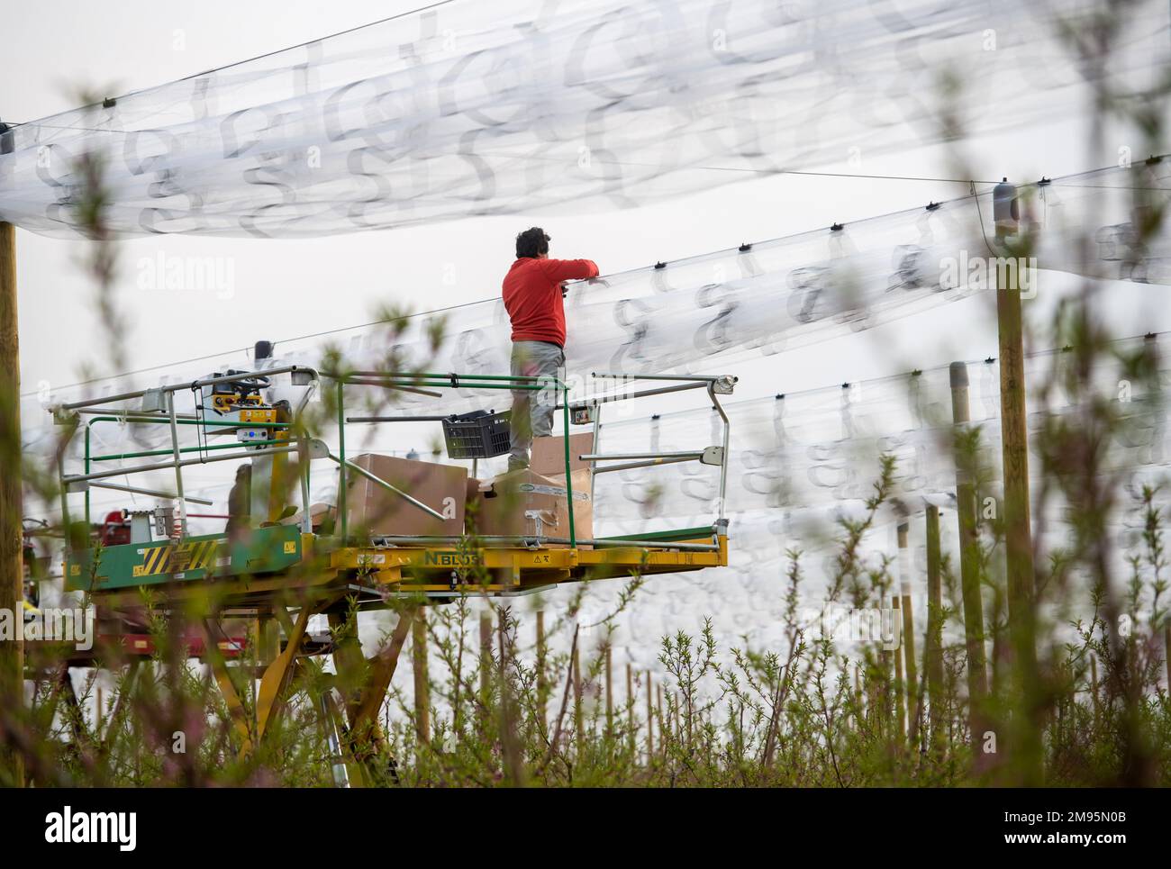 Saint-Marcel-les-Valence (sud-est de la France), on 29 mars 2022: Filets pour protéger les arbres et les cultures des dommages causés par le gel et la grêle. Protection Banque D'Images