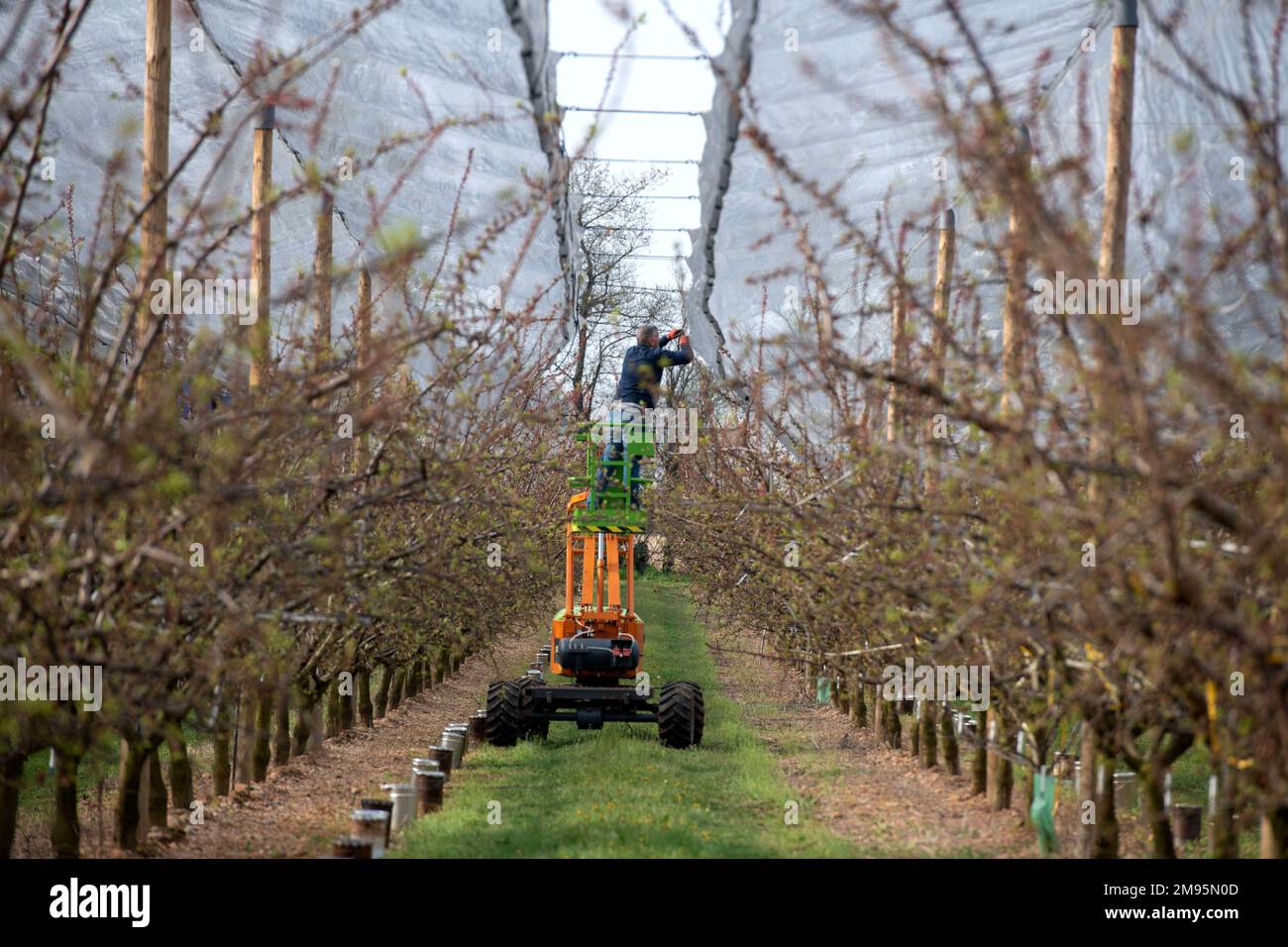 Saint-Marcel-les-Valence (sud-est de la France), on 29 mars 2022: Filets pour protéger les arbres et les cultures des dommages causés par le gel et la grêle. Protection Banque D'Images