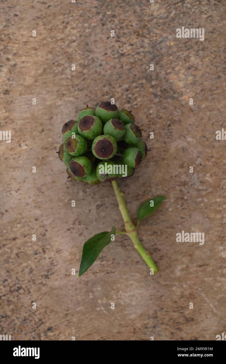 Tige de baies vertes et noires non mûres d'Ivy ou Hedera hélix reposant sur du métal terni Banque D'Images