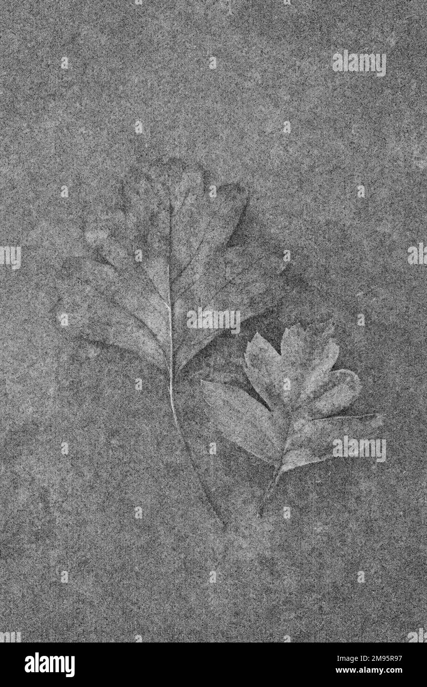 Image monochrome de deux feuilles de l'arbre Hawthorn ou May ou Crataegus monogyna, qui se trouvent sur du métal terni Banque D'Images