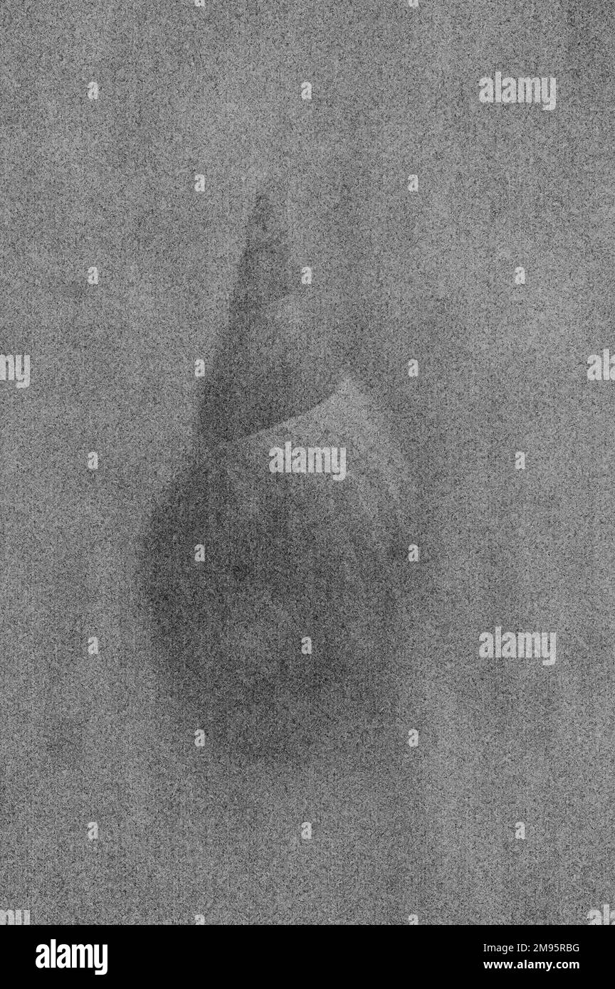 Image monochrome de la coquille de l'escargot du Grand bassin ou de Limnaea stagnalis sur du métal terni Banque D'Images