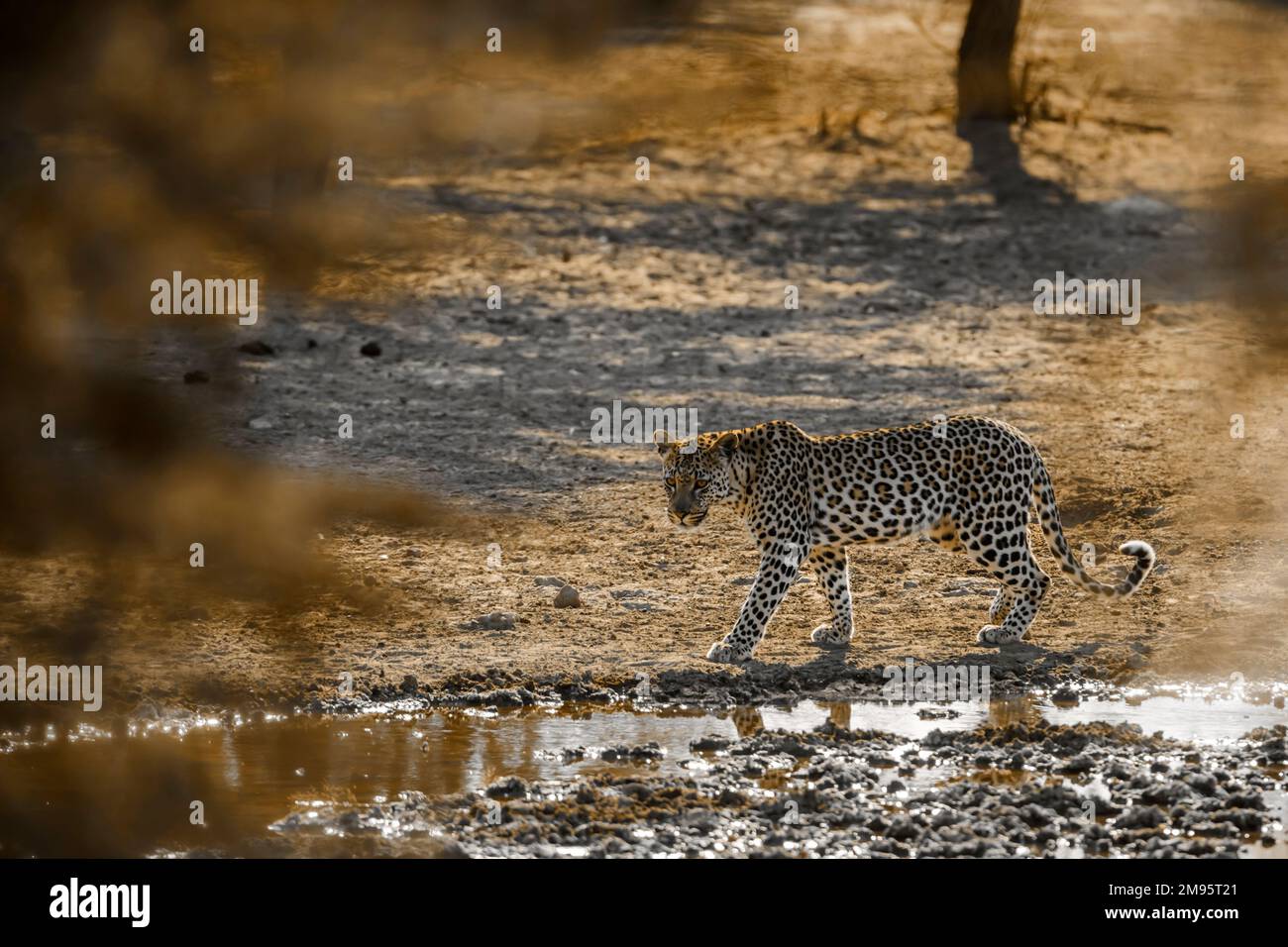 Léopard marchant le long du trou d'eau dans le parc transfrontier de Kgalagadi, Afrique du Sud; espèce Panthera pardus famille de Felidae Banque D'Images