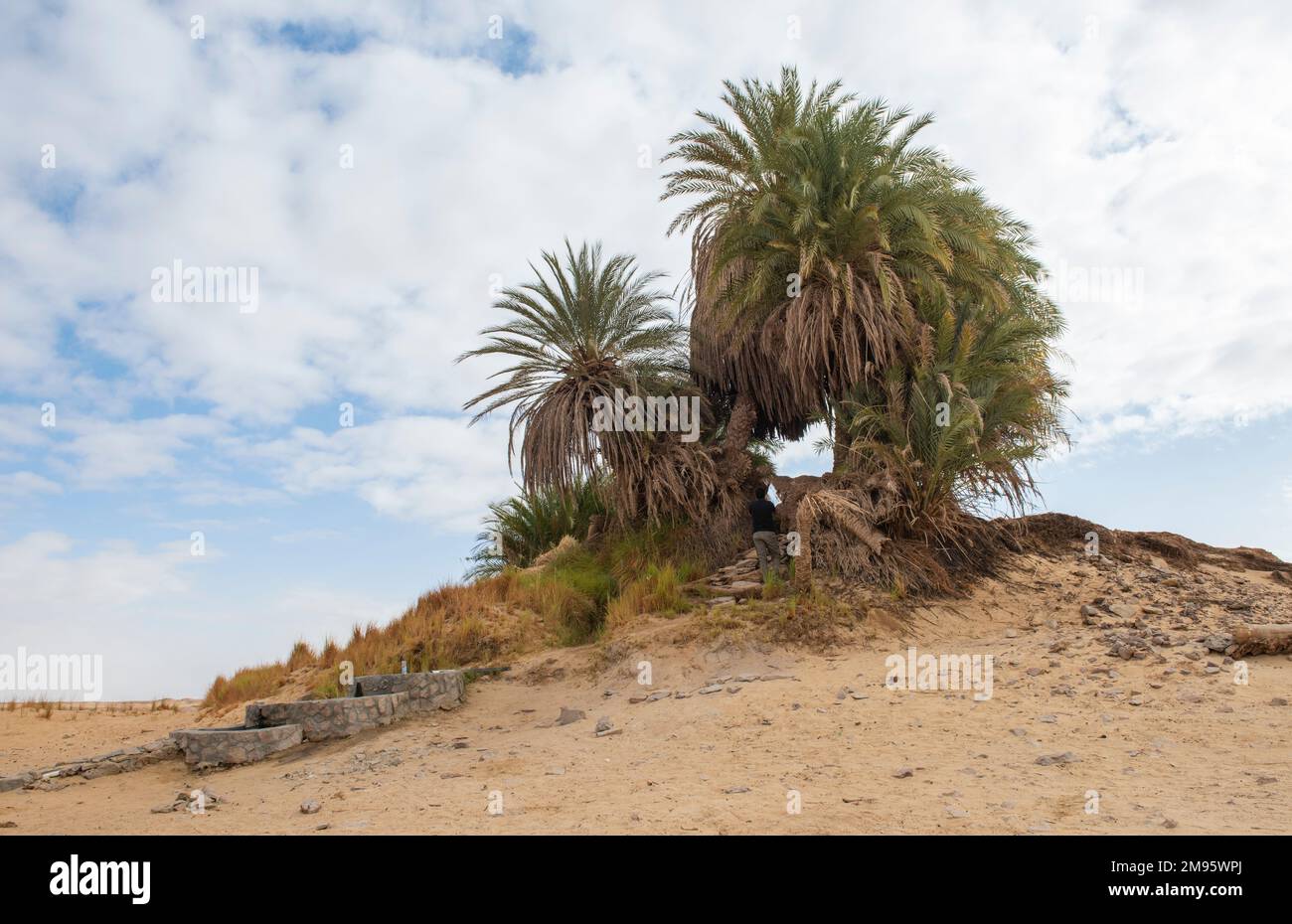 Paysage vue panoramique du désert occidental désertique en Égypte oasis de Farafra avec palmiers à l'oasis de source d'eau Banque D'Images