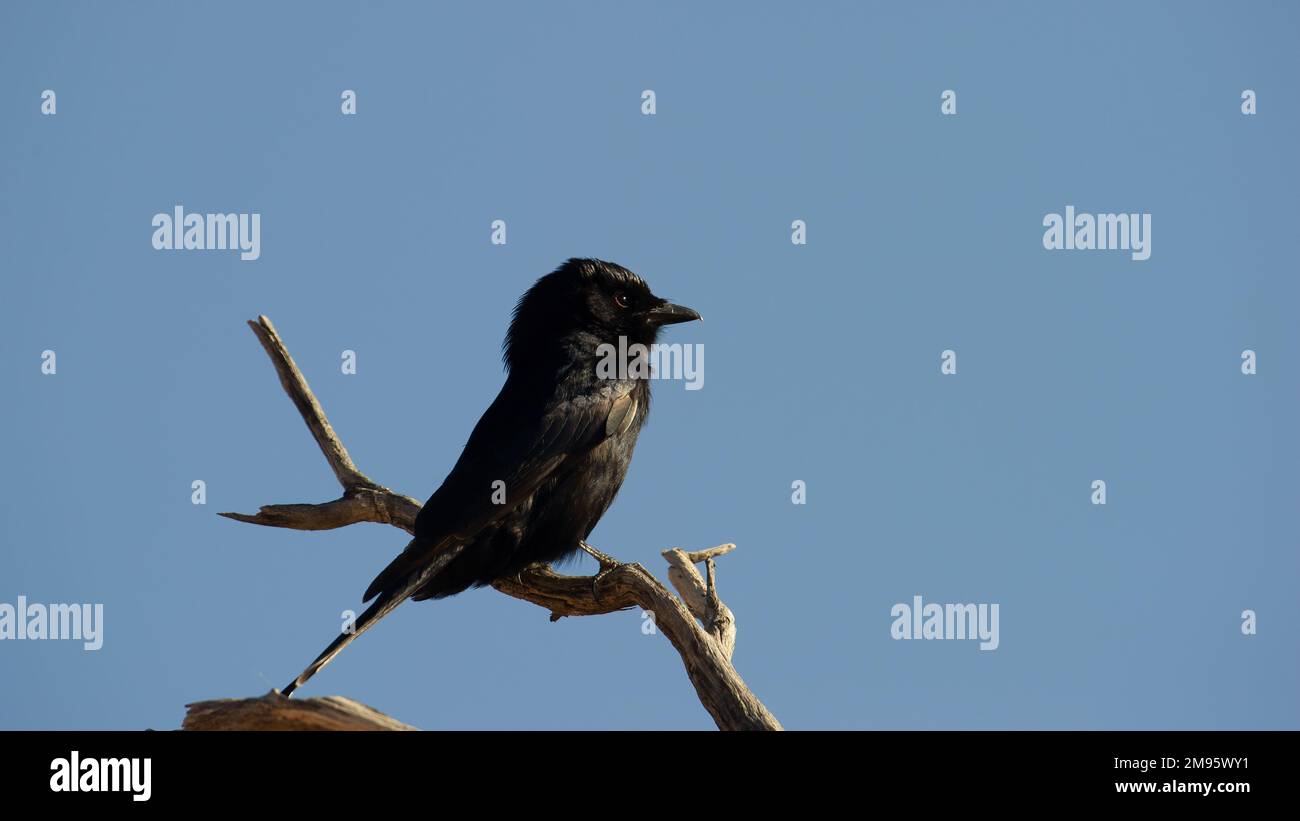 Drongo à queue de fourche (Dicrurus adsimilis) Parc transfrontalier Kgalagadi, Afrique du Sud Banque D'Images