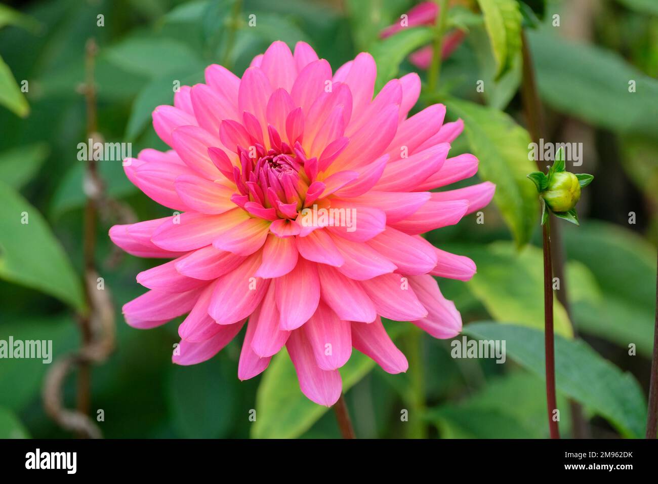 Dahlia 'Karma Fuchsiana', classée comme petite nénuphars et petite espèce décorative dahlia. Banque D'Images