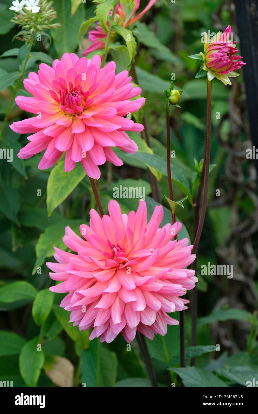 Dahlia 'Karma Fuchsiana', classée comme petite nénuphars et petite espèce décorative dahlia. Banque D'Images