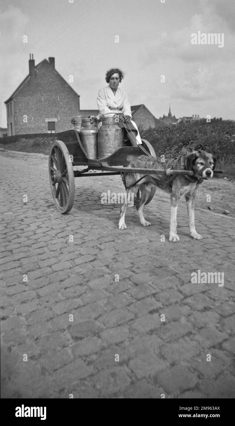 Chariot à lait tiré par le chien (race inconnue). Banque D'Images