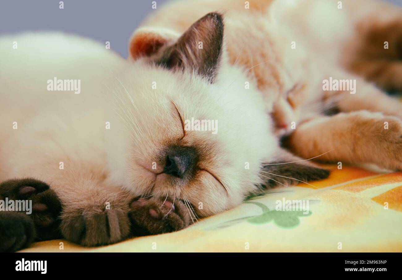 Deux petits chatons amusants dormant sur la couverture Banque D'Images