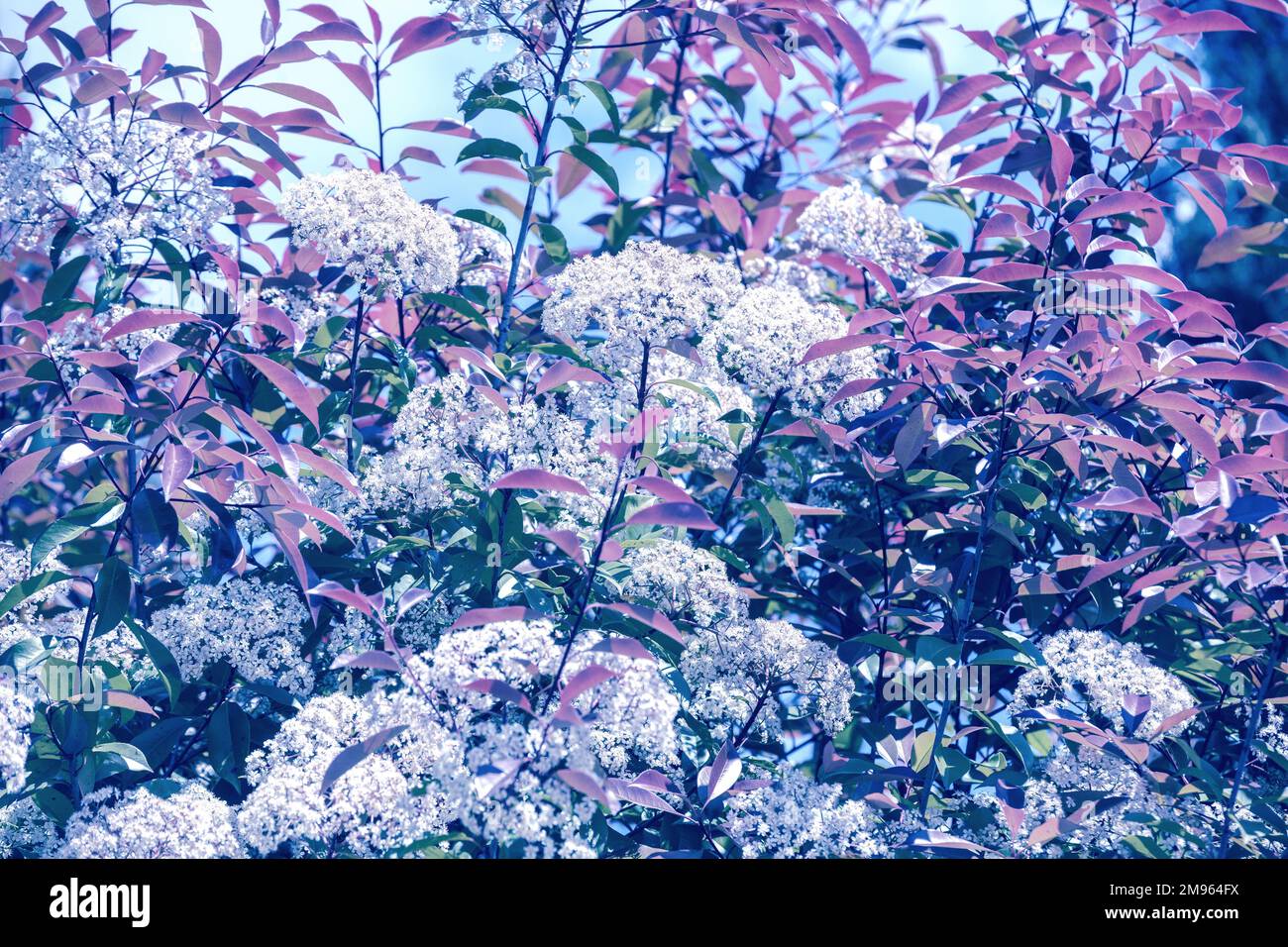 Arbres fleuris dans un jardin.Tons bleus.Printemps nature arrière-plan Banque D'Images