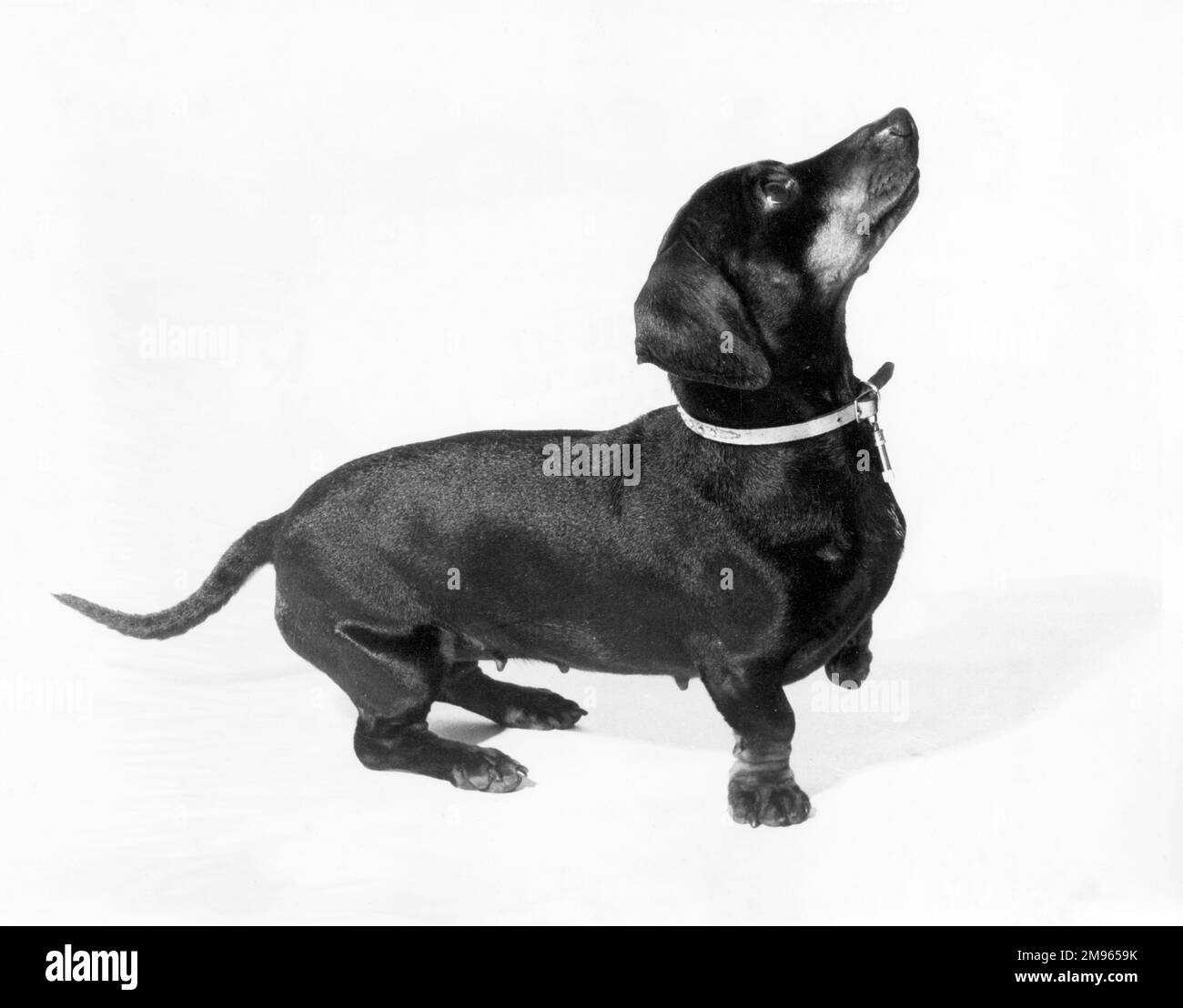 Un dachshund. Banque D'Images
