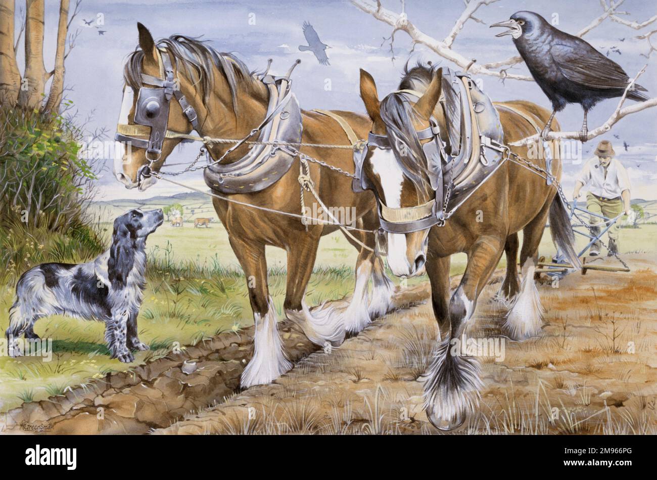 Une équipe de deux chevaux lourds labourent un champ, sous la surveillance d'un grand corbeau et d'un spaniel springer. Peinture aquarelle par Malcom Greensmith Banque D'Images