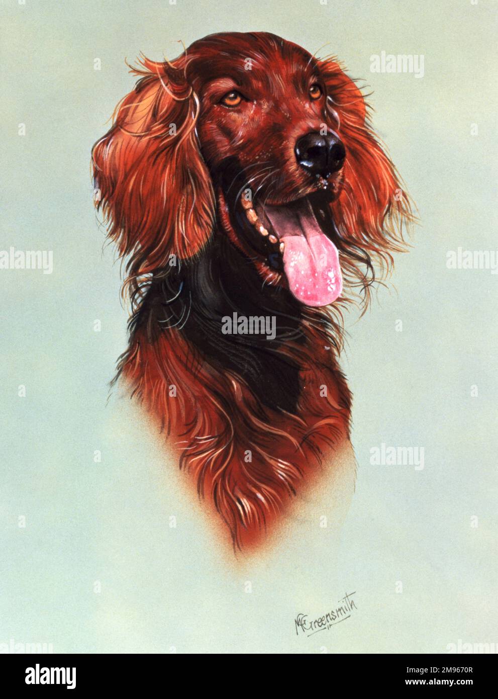 Un portrait très fin et détaillé d'un chien Red Setter. Peinture par Malcolm Greensmith Banque D'Images