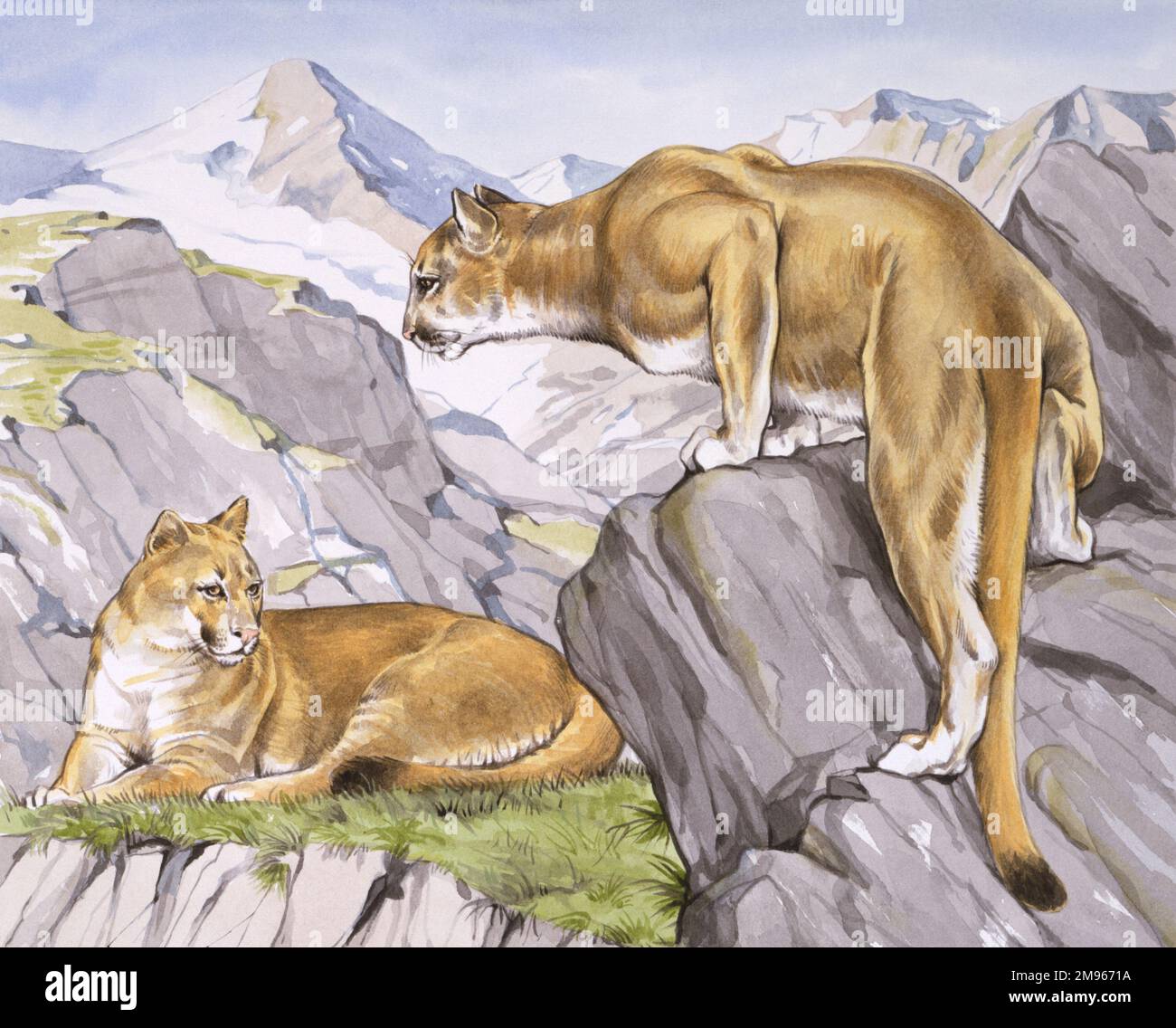 Deux Jaguars (Panthera onca). La gamme actuelle de la jaguar s'étend du Mexique à travers une grande partie de l'Amérique centrale et au sud jusqu'au Paraguay et au nord de l'Argentine. Outre les visites occasionnelles de jaguars errants du Mexique, le chat a largement disparu des États-Unis depuis le début de 1970s. Banque D'Images