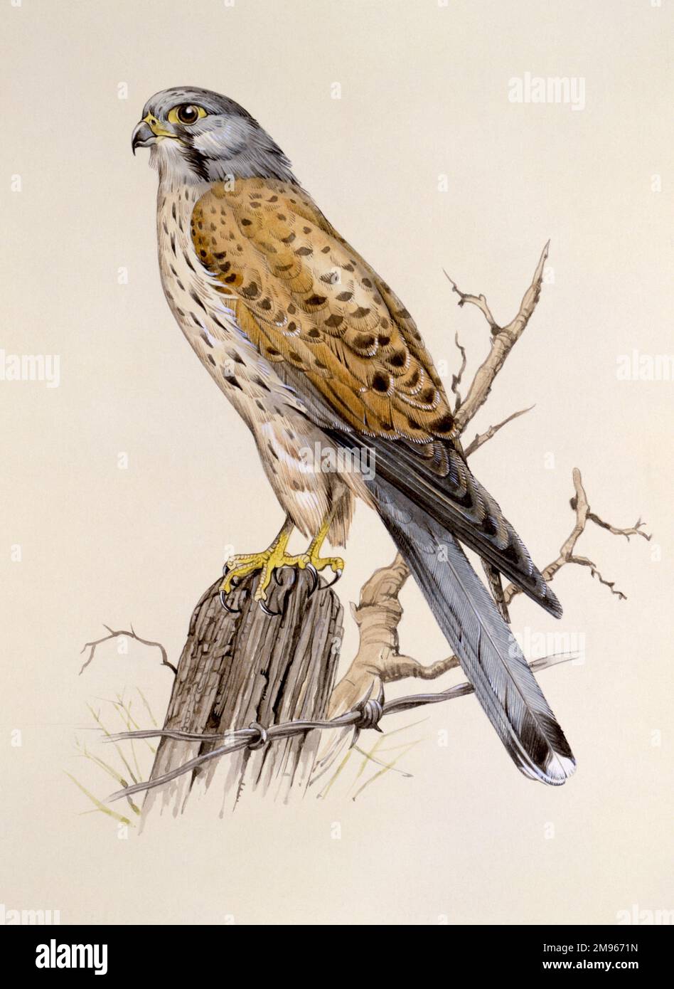 Un faucon pèlerin (Falco peregrinus) perché sur un poste de clôture, au-dessus d'un fil barbelé. Peinture par Malcolm Greensmith Banque D'Images