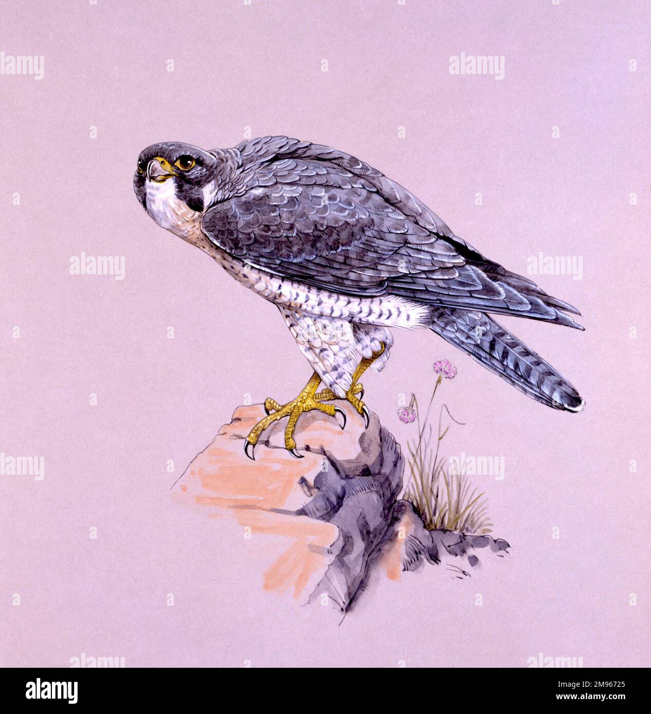 Un faucon pèlerin (Falco peregrinus) perché sur un rocher. Peinture par Malcolm Greensmith Banque D'Images