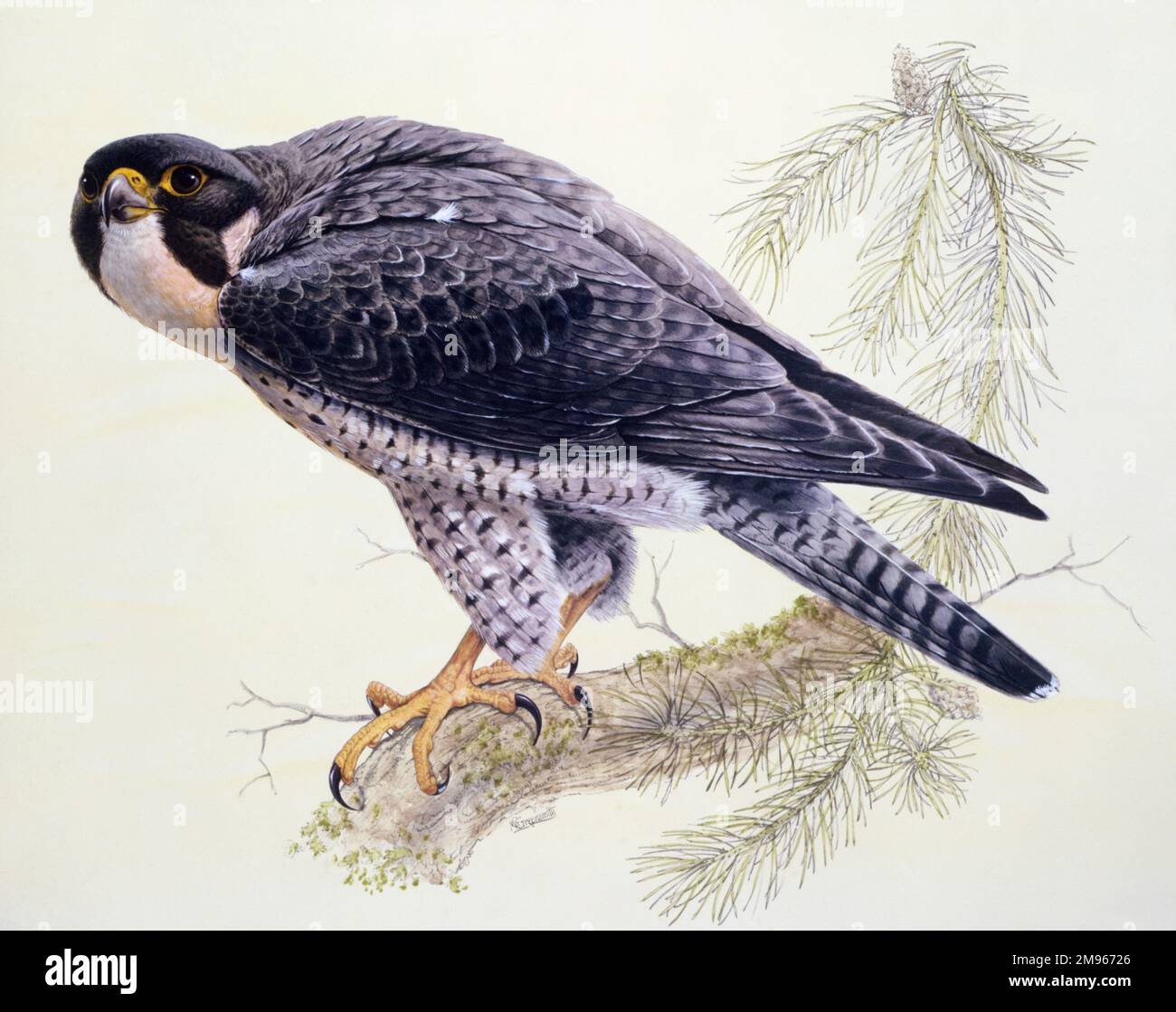 Un faucon pèlerin (Falco peregrinus) perché sur une branche. Peinture par Malcolm Greensmith Banque D'Images