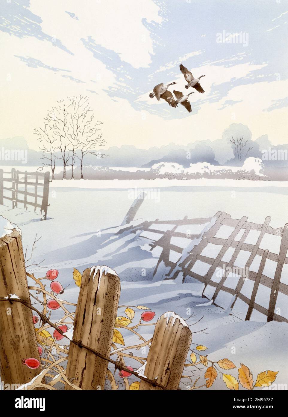 Un troupeau de Bernaches du Canada (Branta canadensis) survolant une campagne enneigée de vieilles clôtures, de ciel blanc brumeux et d'un enchevêtrement d'épines et de hanches. Peinture aquarelle par Malcolm Greensmith Banque D'Images