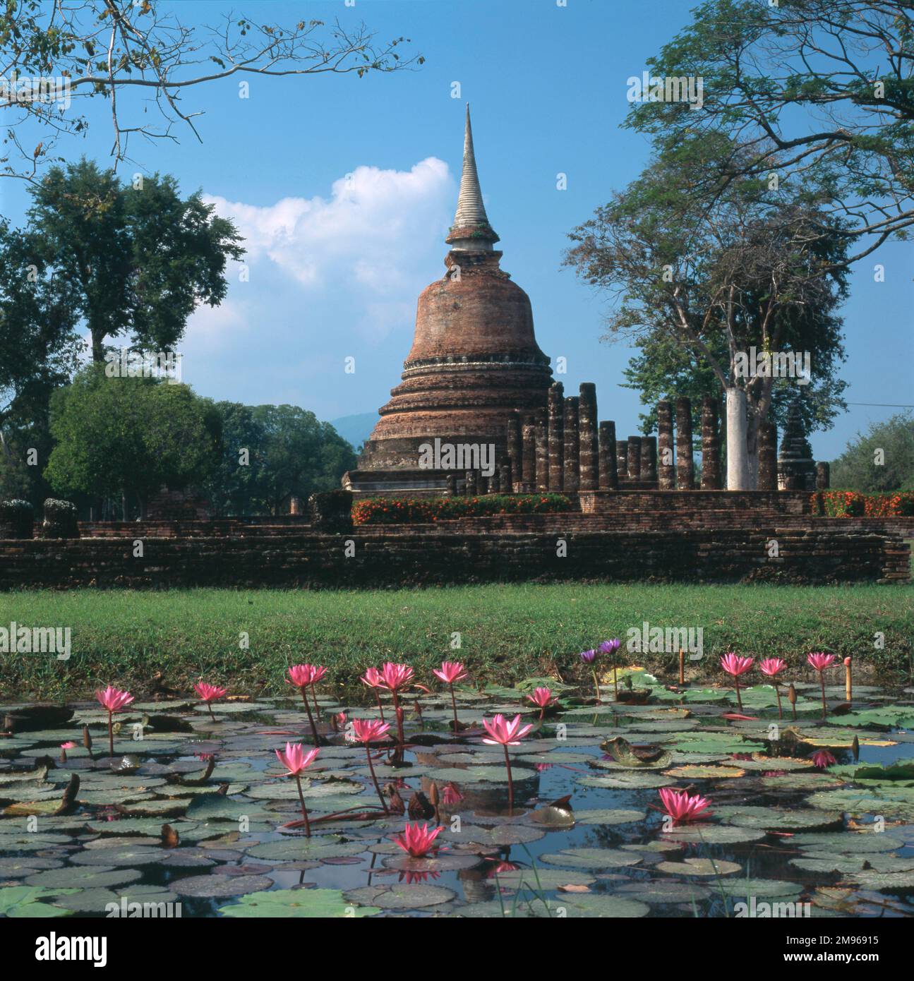 Le temple bouddhiste Wat Chana Songkhram à Old Sukhothai, Thaïlande. Le chedi (tombeau) en forme de cloche est de style cinghalais. Vue sur un étang aux nénuphars aux fleurs roses en fleur. Banque D'Images