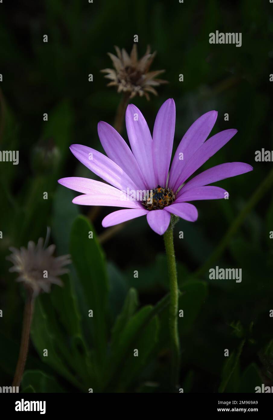 Fleur pourpre Banque D'Images