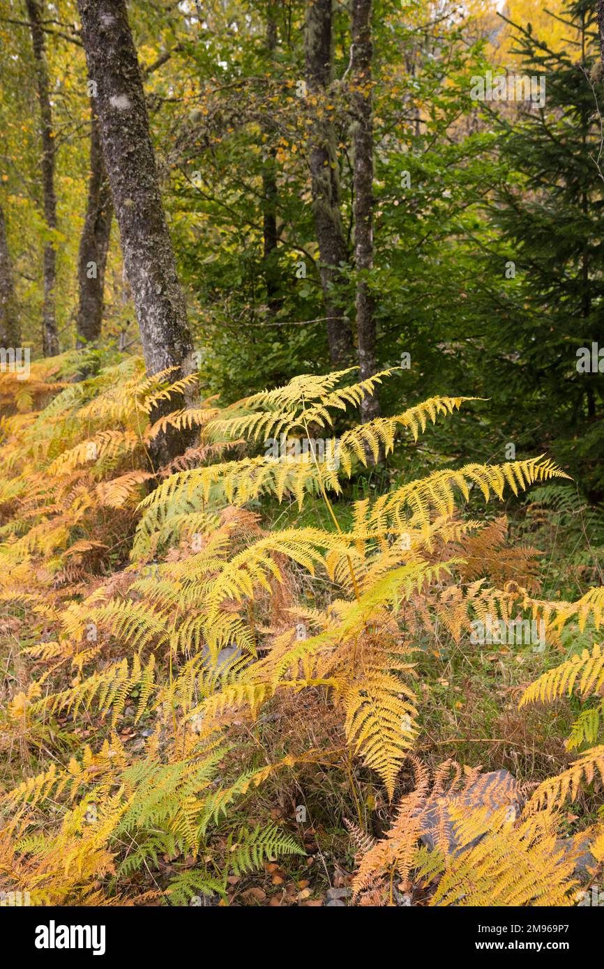 Bracken et bois en automne, Loch Lomond et Parc national de Trossachs, Écosse Banque D'Images