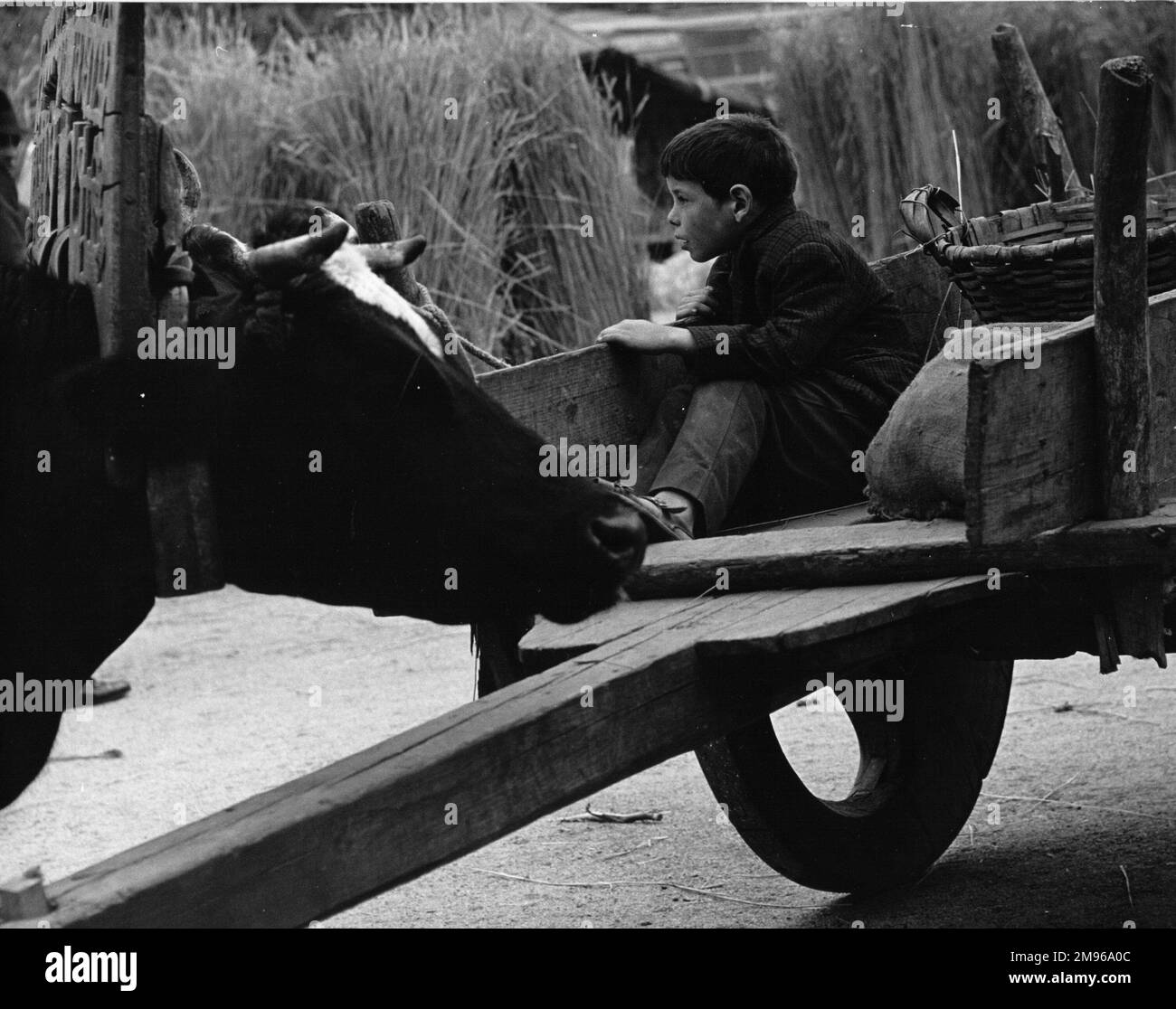 Un petit garçon dans une ferme, assis à l'arrière d'un chariot au moment de la récolte. On peut voir un boeuf yoté à gauche et des poulies de maïs en arrière-plan. Banque D'Images
