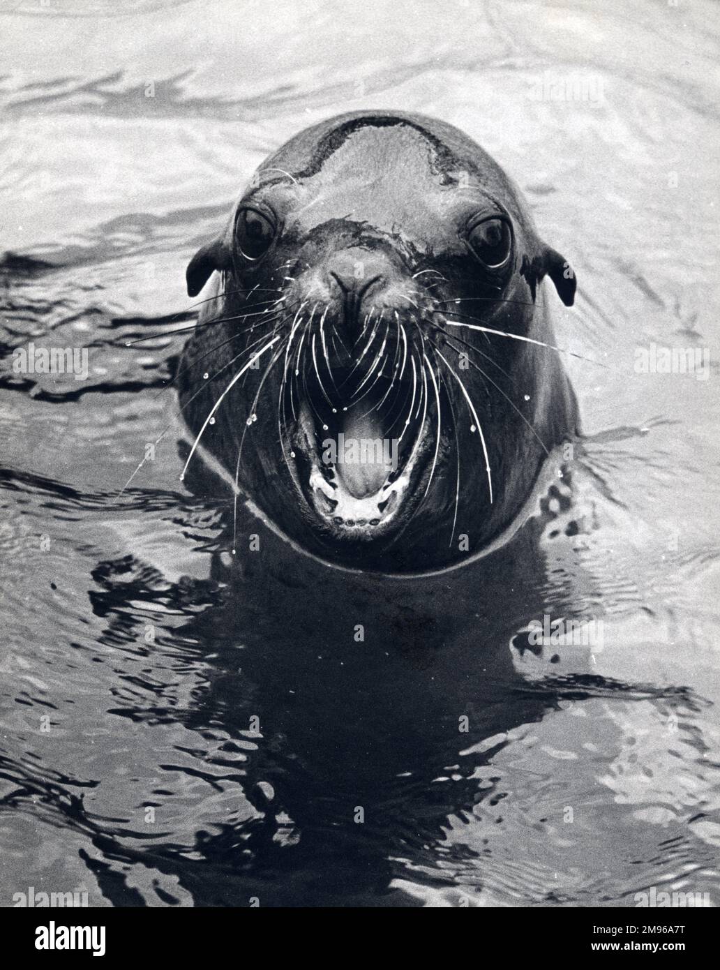 Un sceau dans l'eau avec sa bouche ouverte, probablement dans un zoo. Banque D'Images