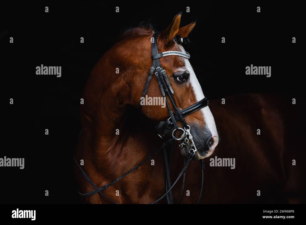 Portrait de face d'un cheval de stalinon de baie en regardant dans le dos isolé sur fond noir Banque D'Images