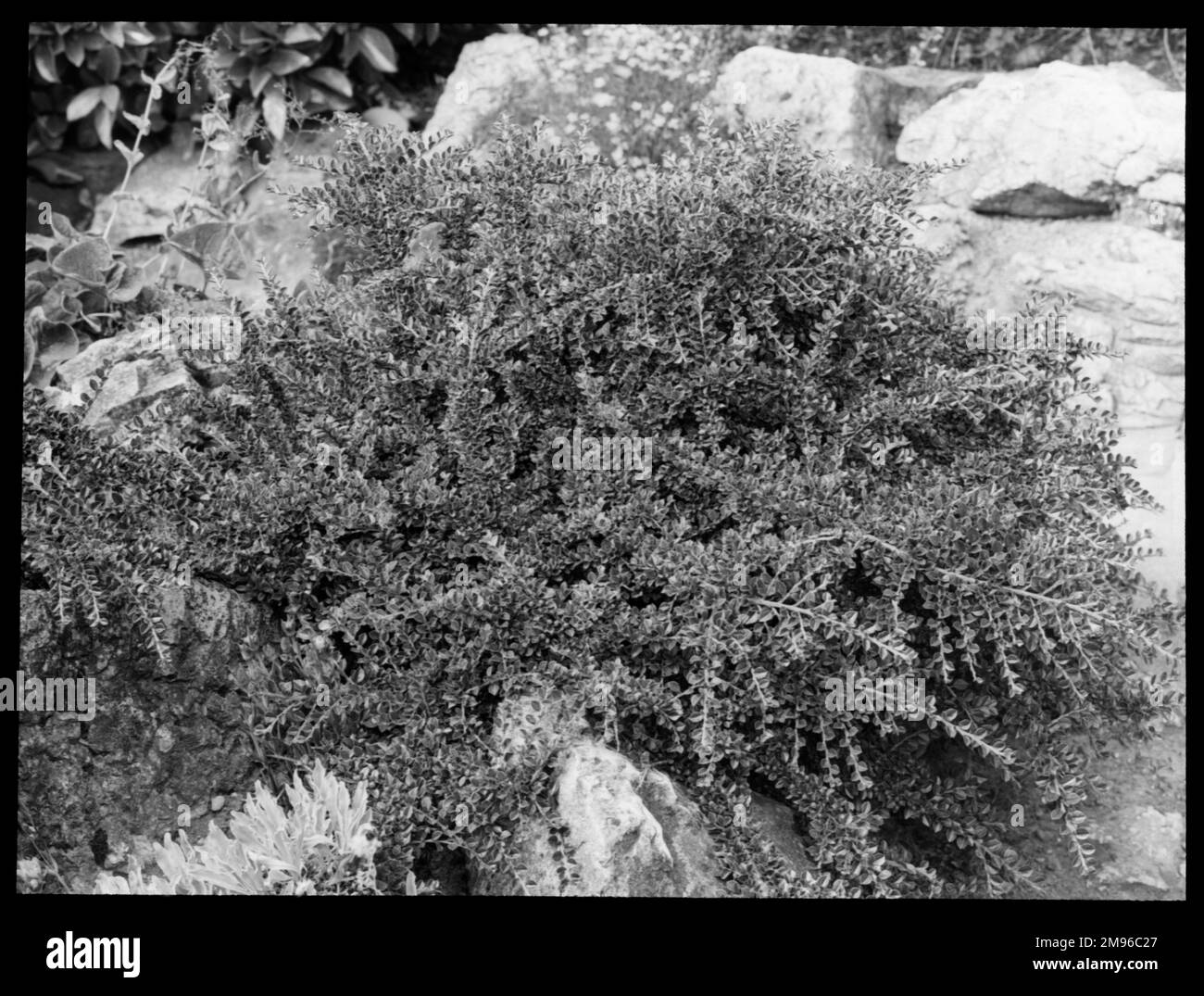 Arbuste à fleurs rouges Banque d'images noir et blanc - Alamy