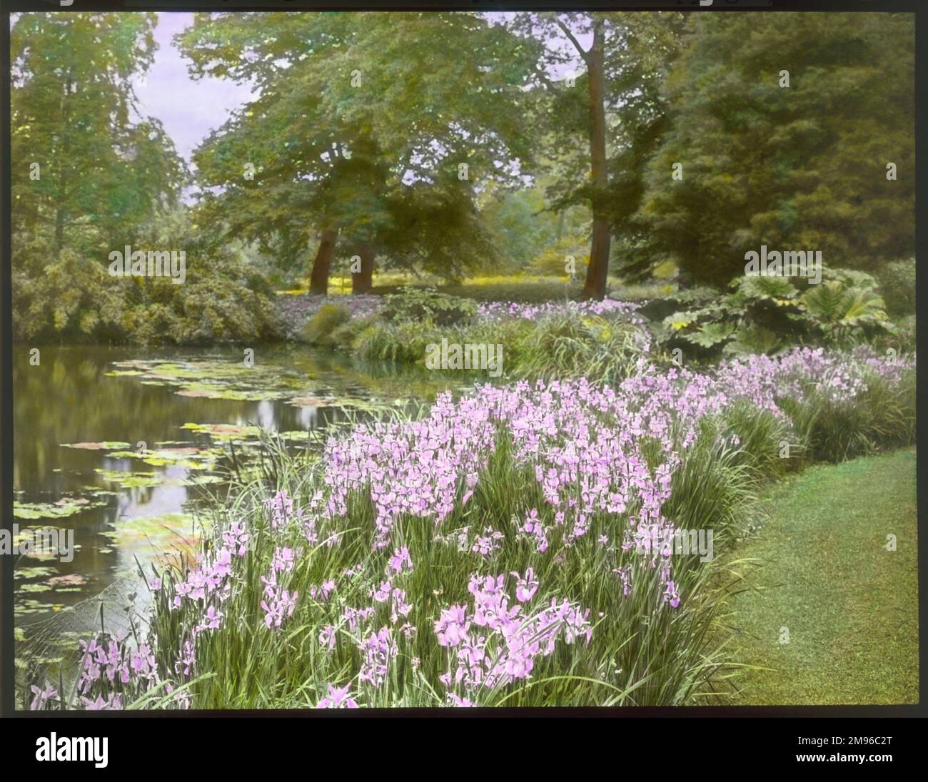Iris Iberica grandit au bord de l'eau à Kew Gardens, dans l'ouest de Londres. Banque D'Images