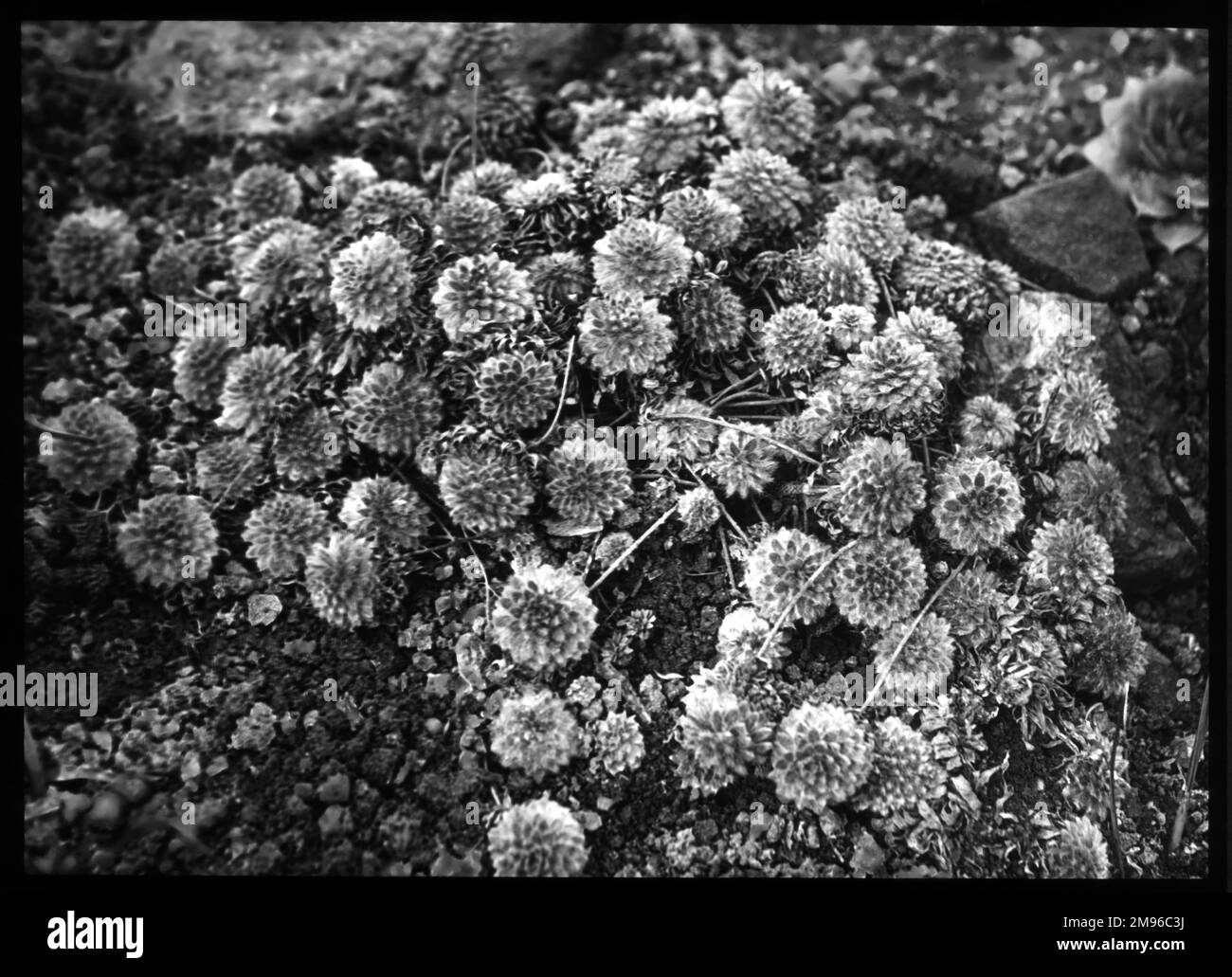Androsace Chumbii (Chumbyi), de la famille des Primulacées, également connu sous le nom de jasmin de roche ou candelabra de fée, vu ici en hiver. Elles s'épanouissent à basse température, généralement en montagne, en particulier dans les Alpes et les Pyrénées. Banque D'Images