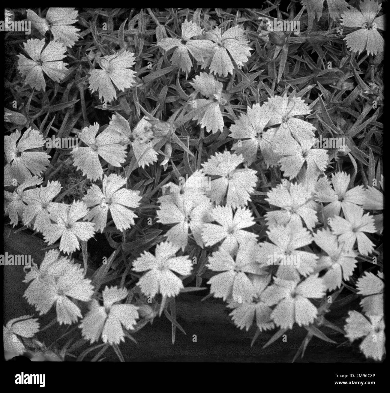 Une espèce Dianthus, la plus proche de Dianthus Alpinus (rose alpin), plante à fleurs vivaces de la famille des Caryophyllacées. Vu ici en gros plan. Banque D'Images