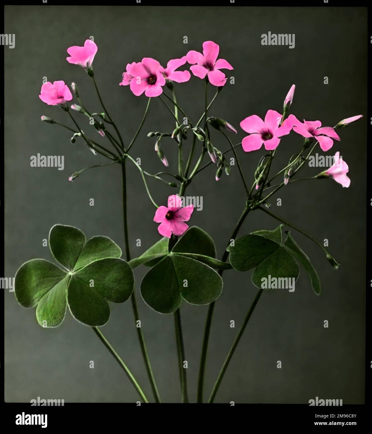 Oxalis crassipes rosea (Strawberry Oxalis, Wood Sorrel), plante à fleurs vivaces de la famille des Oxalidaceae, avec des fleurs roses. Vu ici dans la journée, avec les fleurs ouvertes. Banque D'Images