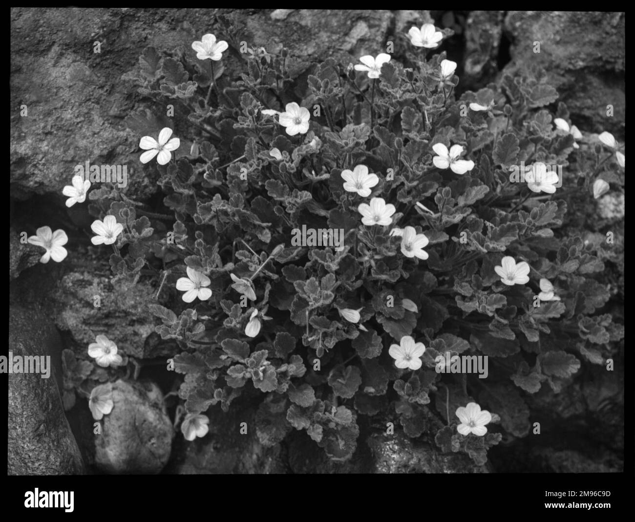 Corsicum Banque de photographies et d’images à haute résolution Alamy