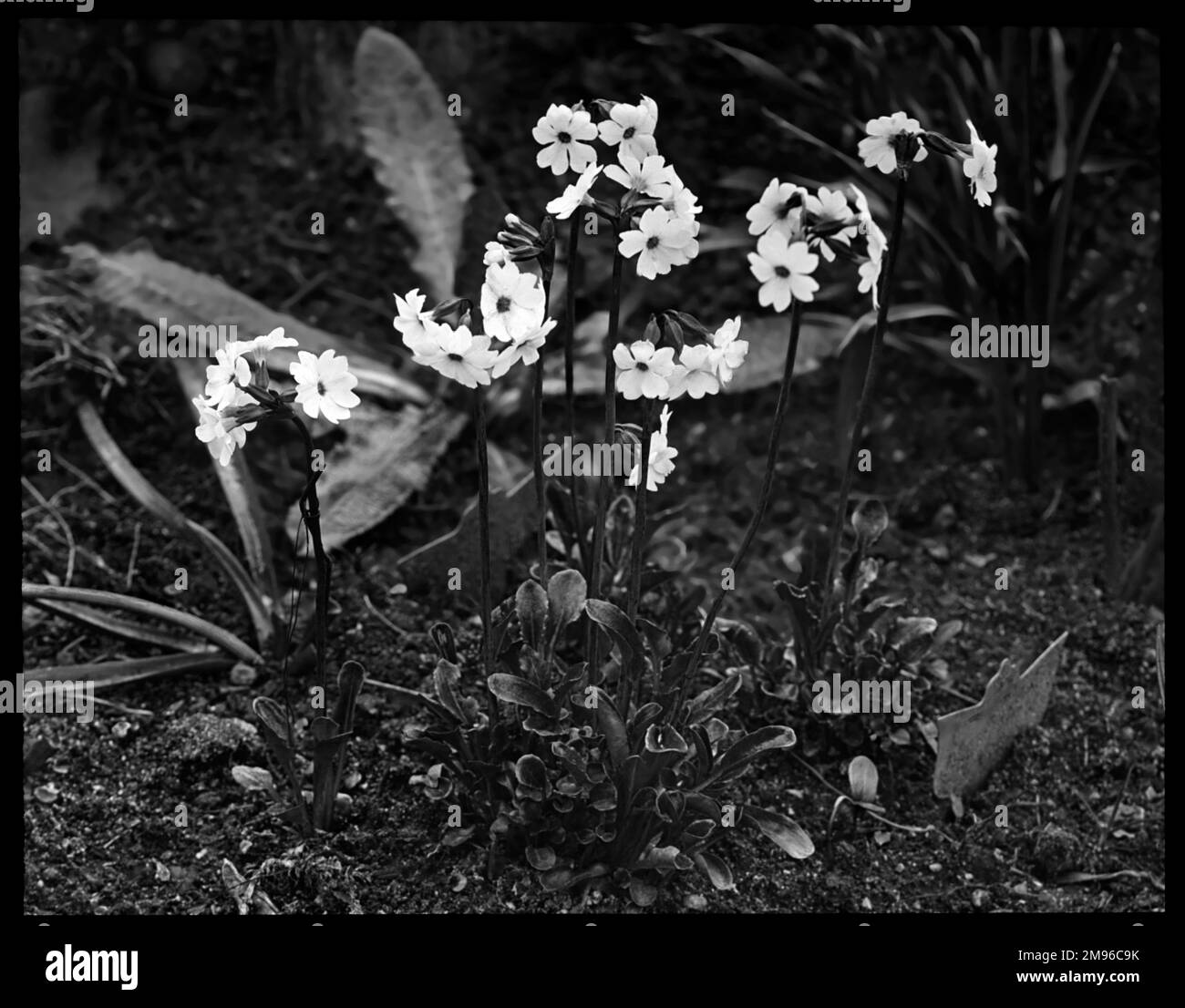 Primula involucrata, une plante vivace à fleurs de la famille des Primulacées, avec des fleurs blanches ou roses. Le nom latin primula fait référence aux fleurs qui sont parmi les premières à s'ouvrir au printemps. Banque D'Images