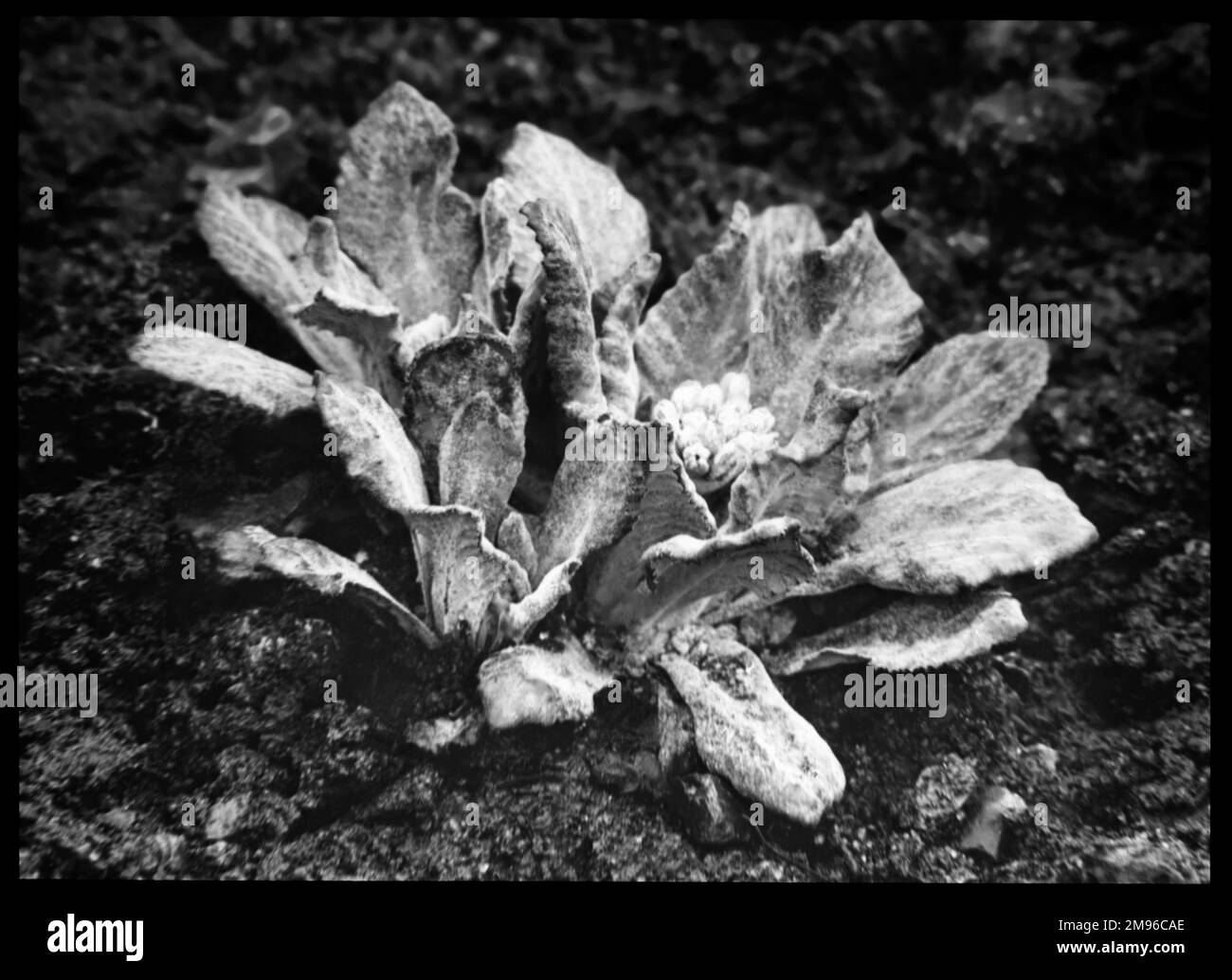 Primula frondosa (Primrose à feuilles), une plante herbacée vivace de ...