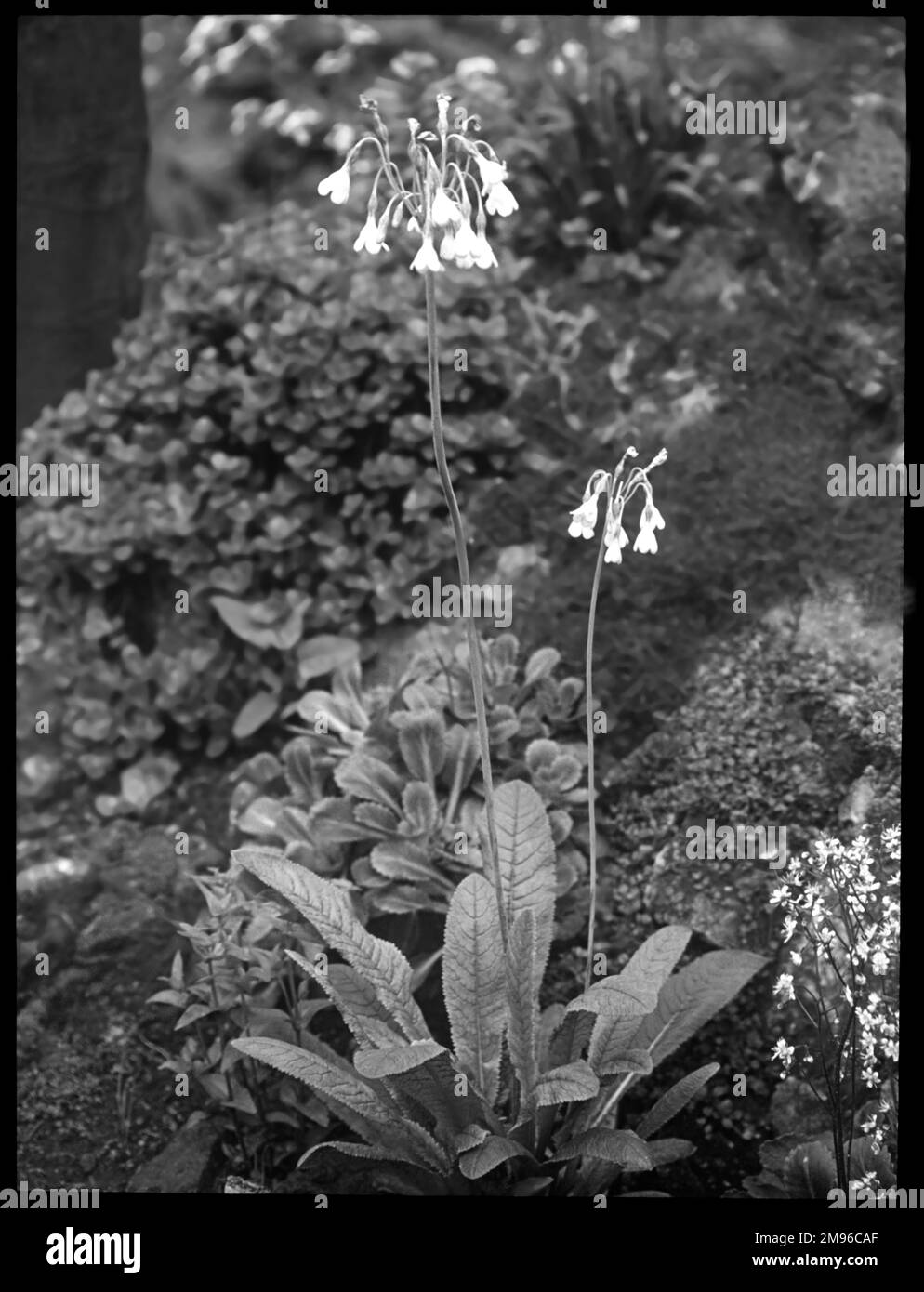 Primula Sikkimensis (Cowslip de l'Himalaya), une plante à fleurs de la famille des Primulacées aux fleurs rose ou jaune vif. Le nom latin primula fait référence aux fleurs qui sont parmi les premières à s'ouvrir au printemps. Banque D'Images