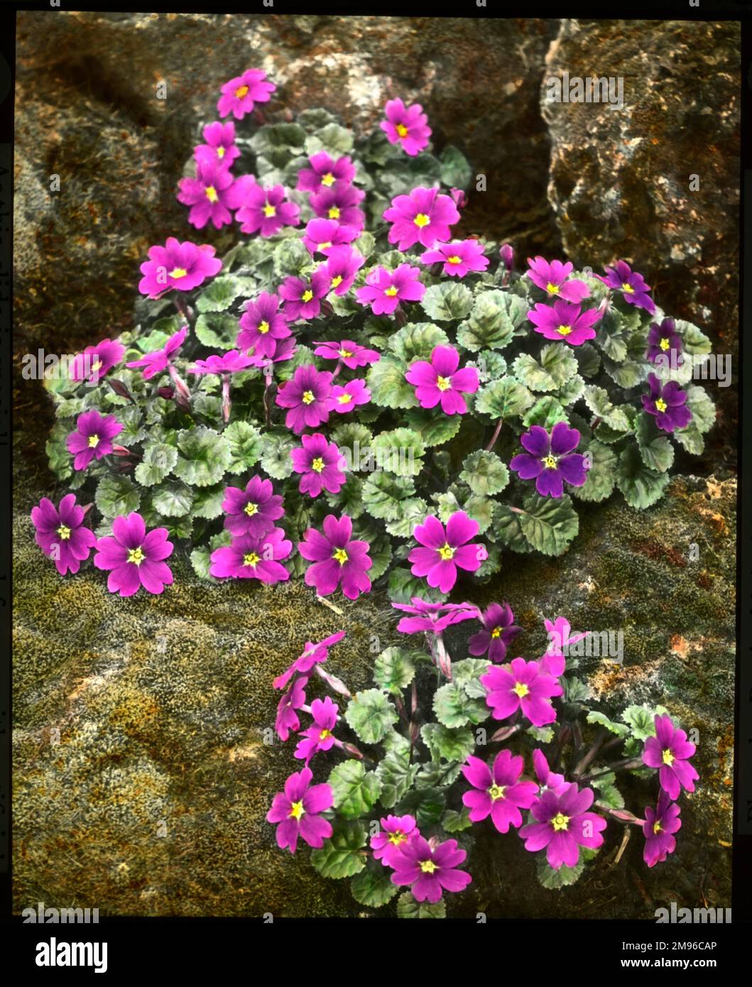 Primula Juliae (Juliana Primrose), une plante à fleurs de la famille ...