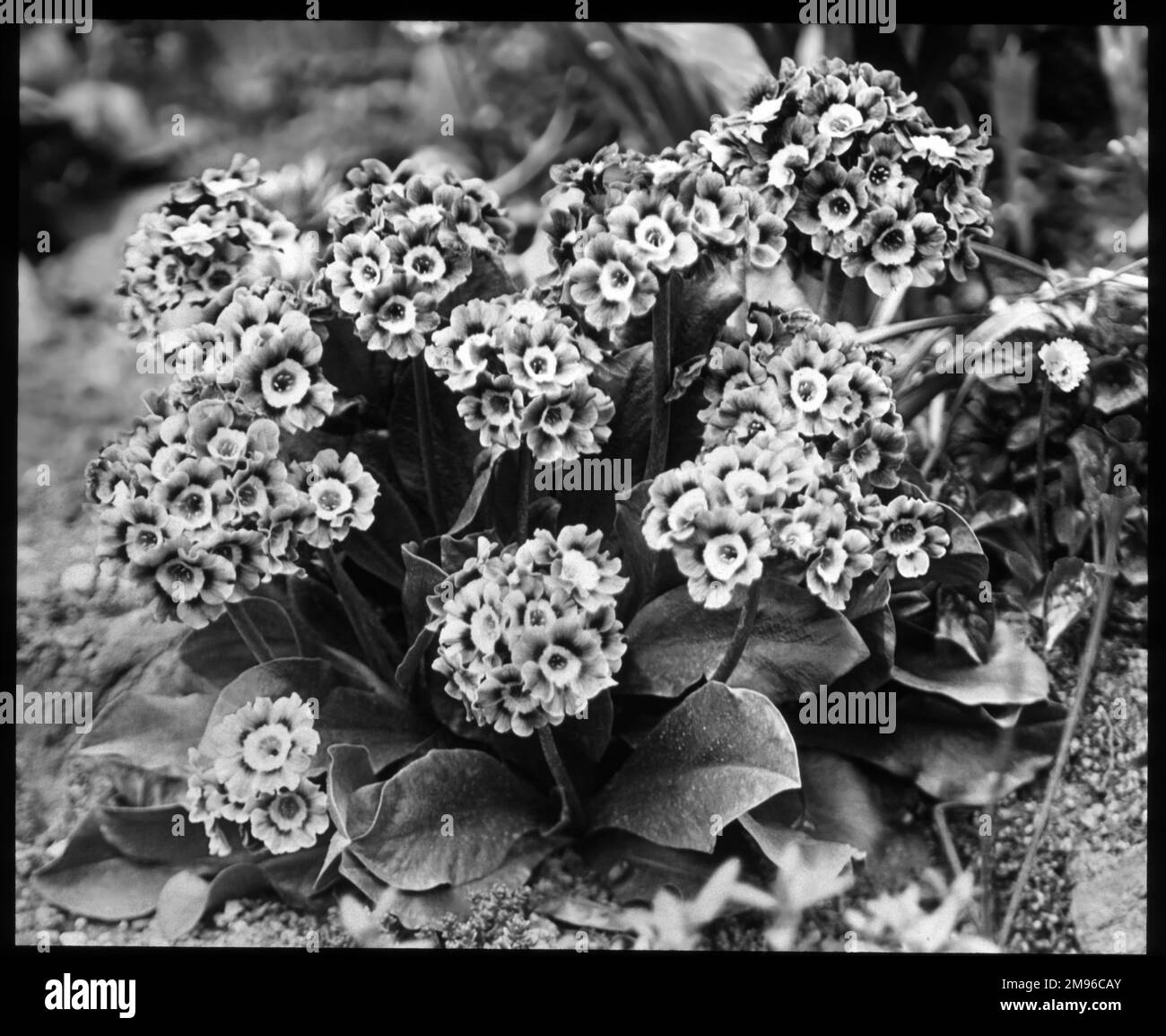 Primula auricula (Ear de l'ours Primrose), une plante à fleurs de la ...