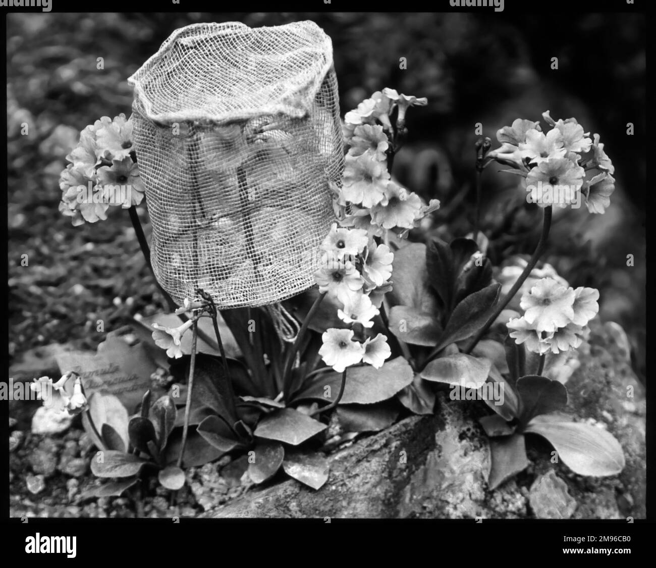 Primula auricula (Ear de l'ours Primrose), variété Alexandra, plante à ...