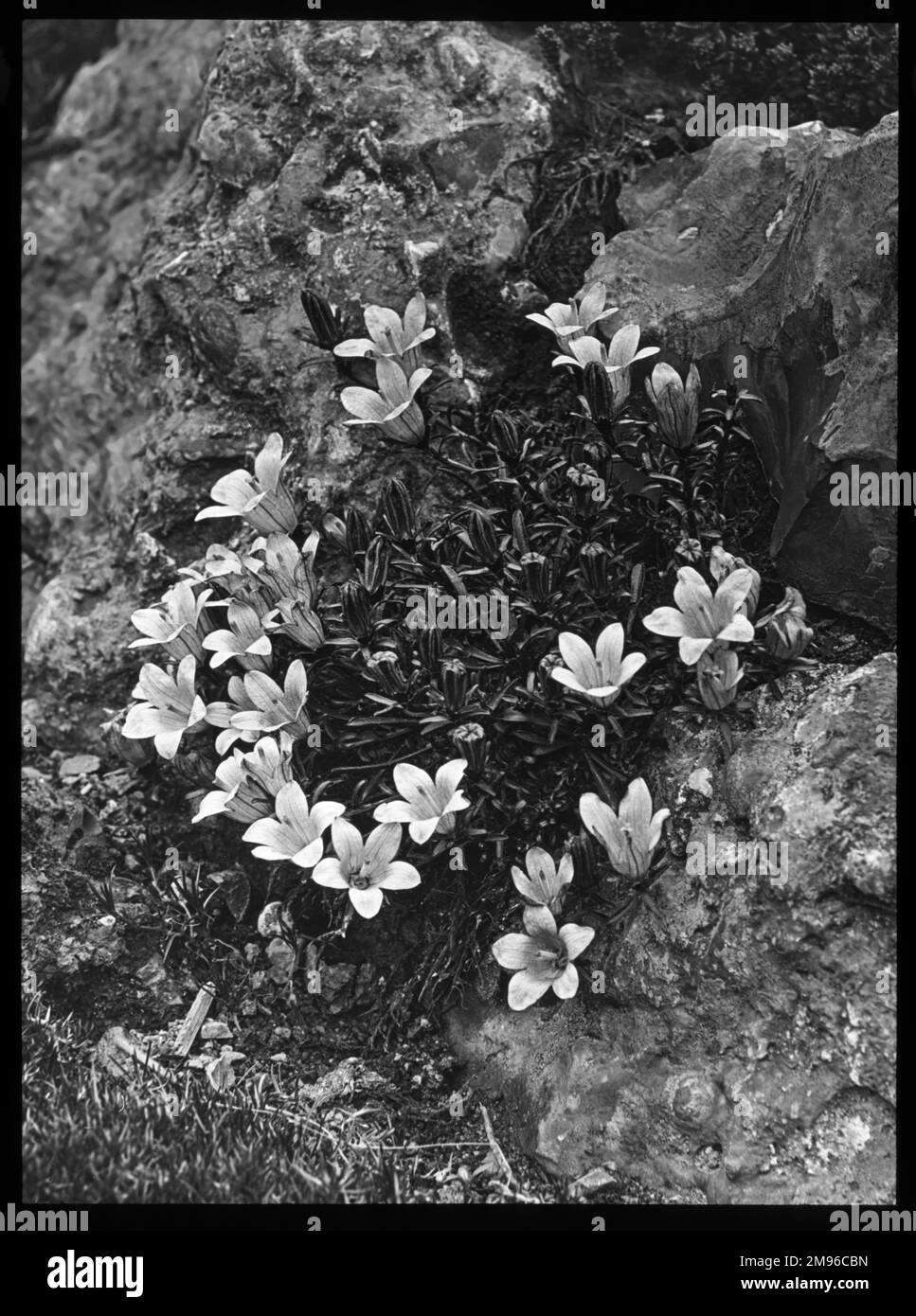 Edraianthus Serpyllifolia, ou Wahlenbergia Serpyllifolia (Grassy Bells), plante à fleurs vivaces de la famille des Campanulacées. Les fleurs sont de couleur violet foncé et sont en forme de cloches tournées. Vu ici en pleine croissance dans un cadre rocailleux. Banque D'Images
