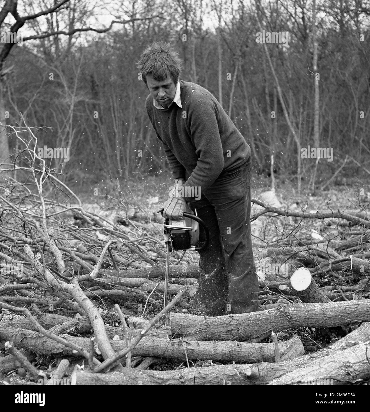 Un homme dans un bois, coupant des branches d'arbre avec une tronçonneuse à essence. Banque D'Images