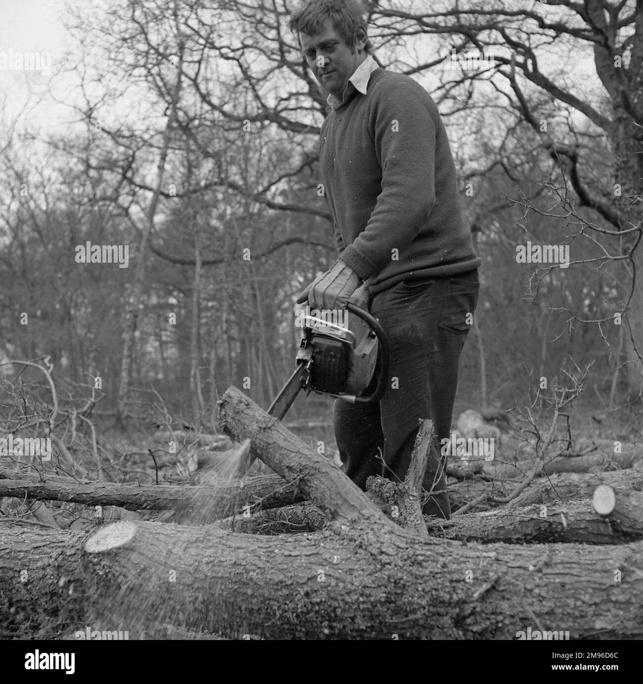 Un homme dans un bois, coupant des branches d'arbre avec une tronçonneuse à essence. Banque D'Images