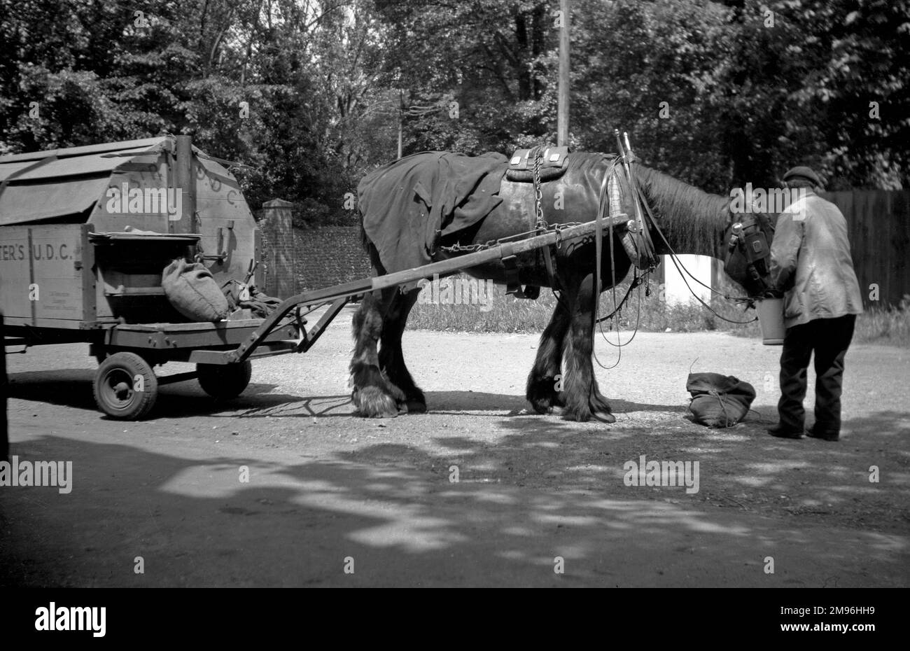 Un homme nourrissant une carthorse d'un seau sur le côté d'une route. Banque D'Images