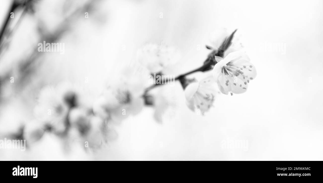 Fleurs printanières fleuries sur des branches d'amandiers sur fond naturel flou, fleurs Banque D'Images Fleurs printanières fleuries sur des branches d'amandiers sur fond naturel flou, fleurs Banque D'Images