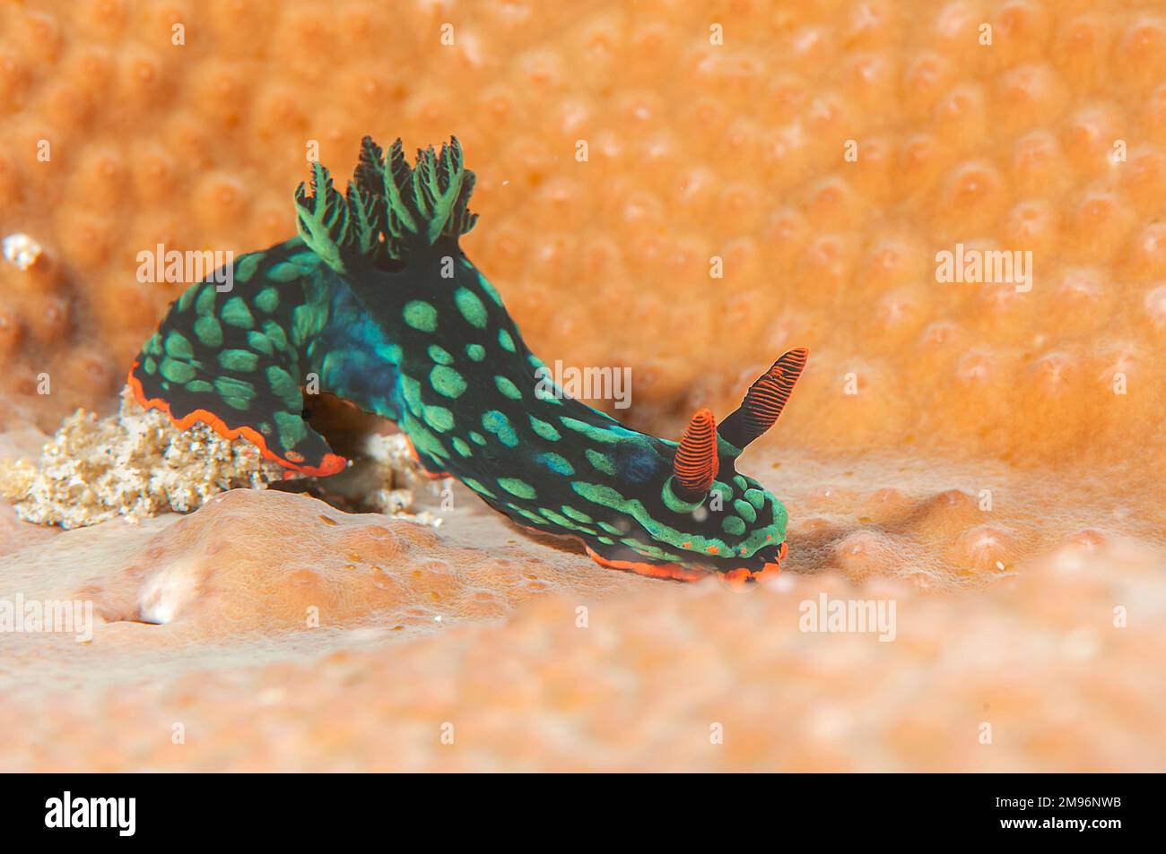 Gros plan d'un Nudibranch aux couleurs vives rampant sur les coraux Banque D'Images