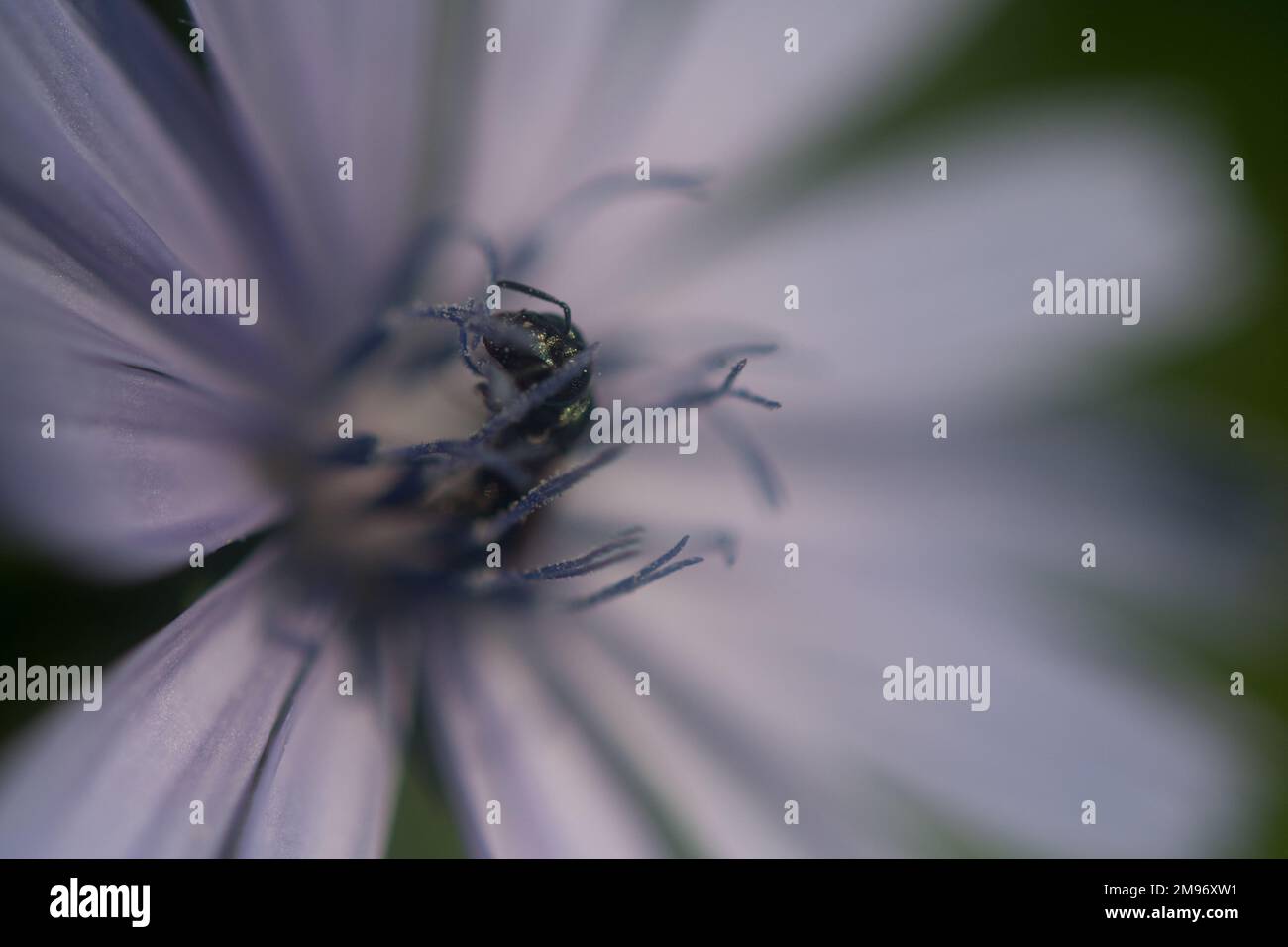 Chicorée pollinisée par un insecte Banque D'Images