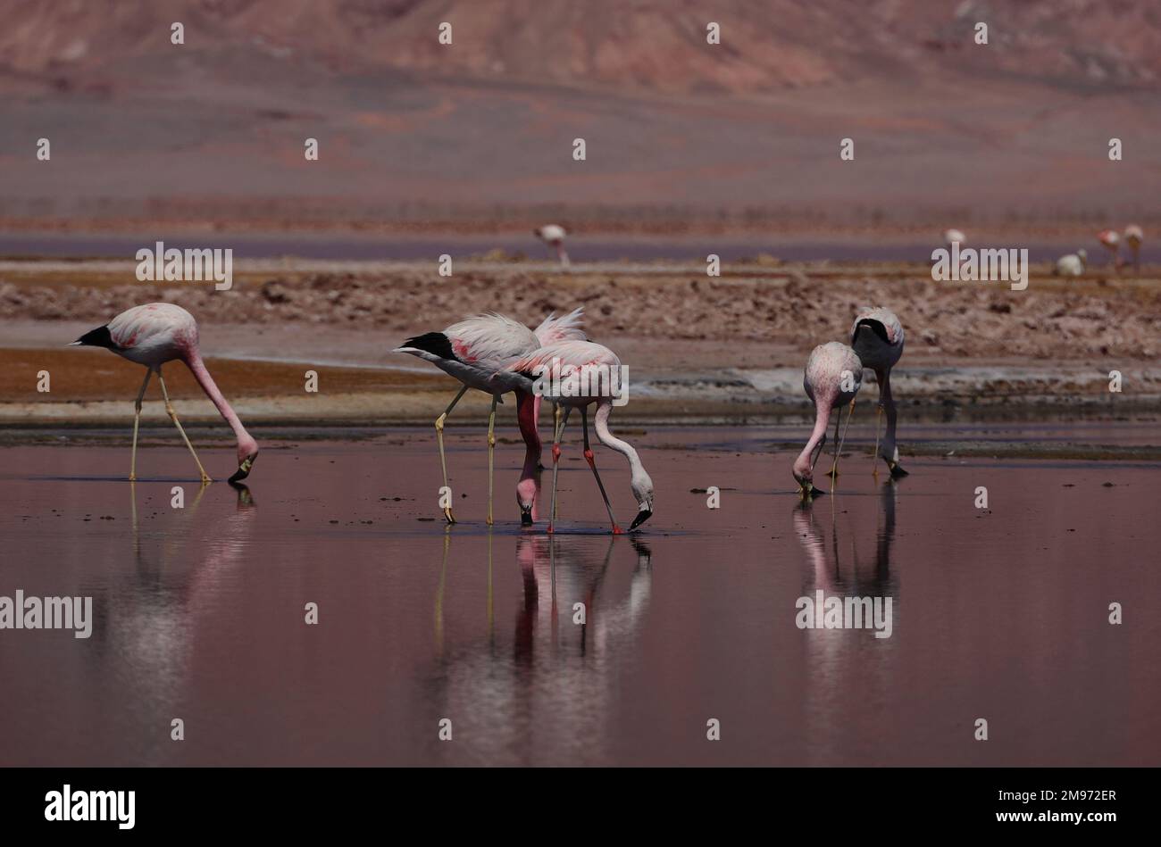 Flamants roses dans la réserve de biosphère de Laguna CARACCHI PAMPA, Catamarca, Argentine Banque D'Images