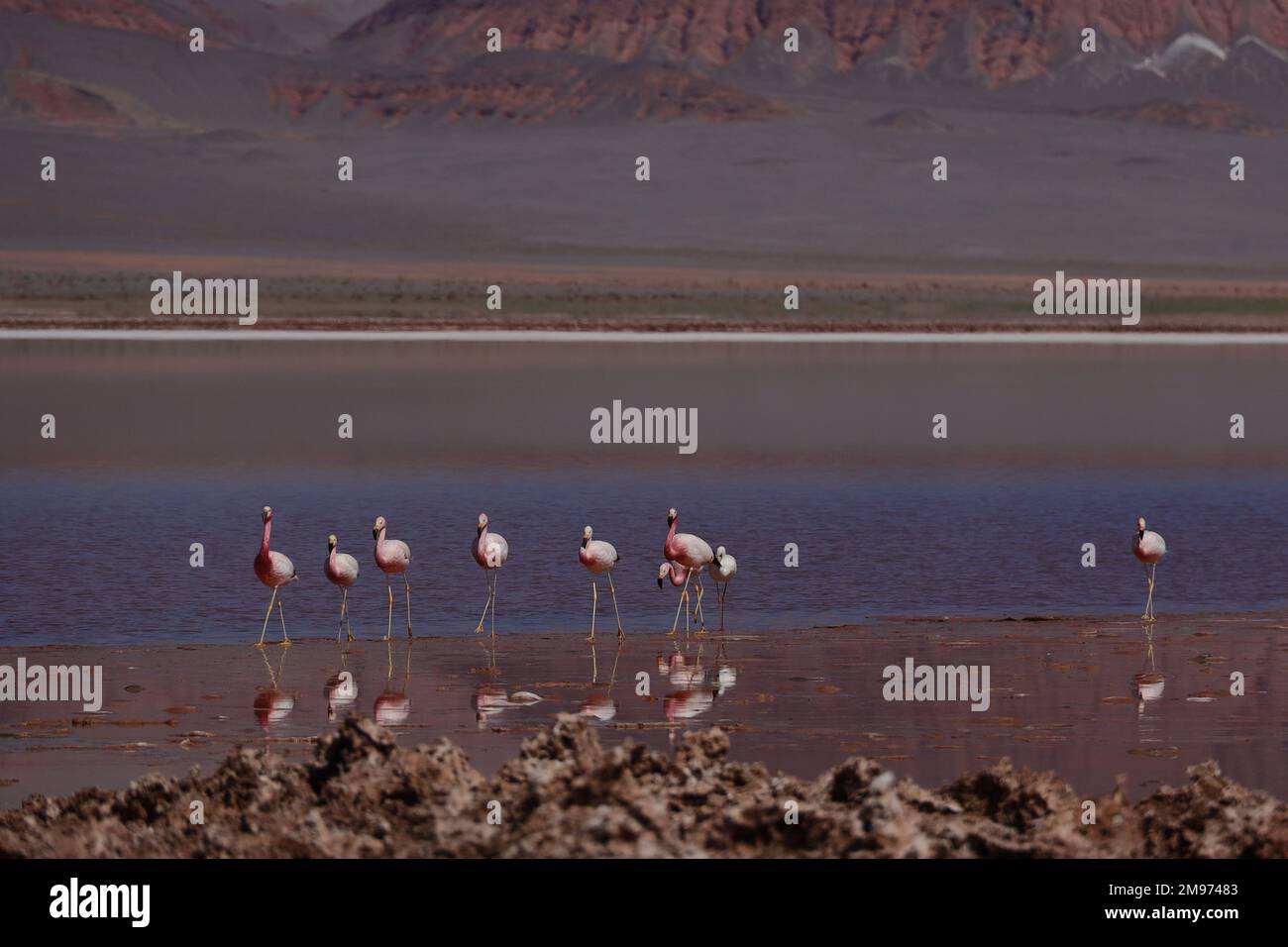 Flamants roses dans la réserve de biosphère de Laguna CARACCHI PAMPA, Catamarca, Argentine Banque D'Images