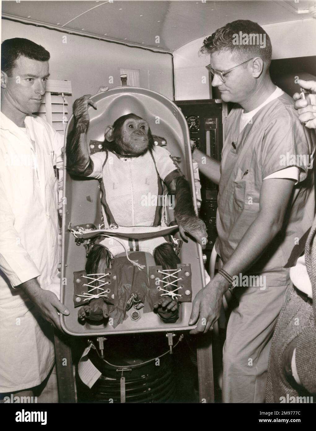 Ham, un chimpanzé de 37 livres, est devenu le premier « astronaute » américain lorsqu’il a été lancé à partir du cap Canaveral à bord du vol suborbital Mercury-Redstone (MR-2) le 31 janvier 1961. Dans une note écrite le lendemain, Warren J. North de la NASA faisait remarquer : « Ham semblait être en bon état physiologique, mais un peu plus tard, lorsqu’on lui a montré le vaisseau spatial, il était évident qu’il n’avait plus d’intérêt à coopérer avec le programme de vol spatial. » Banque D'Images